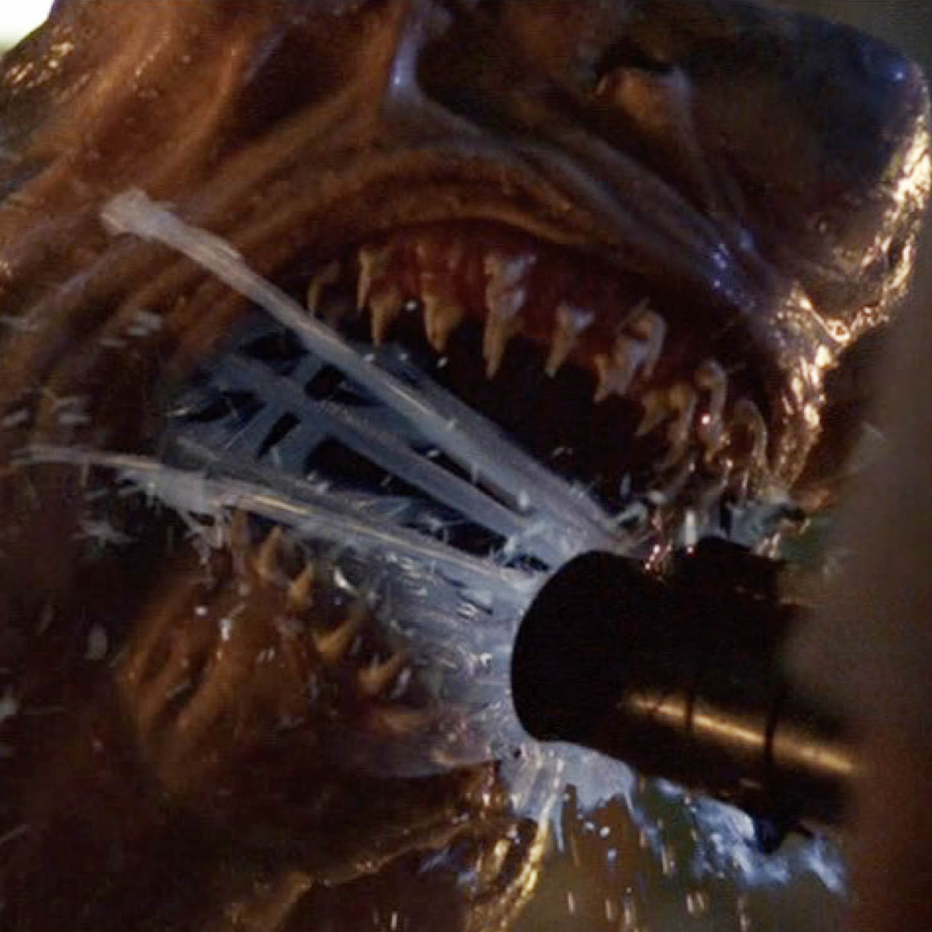 HammerHead (2005)