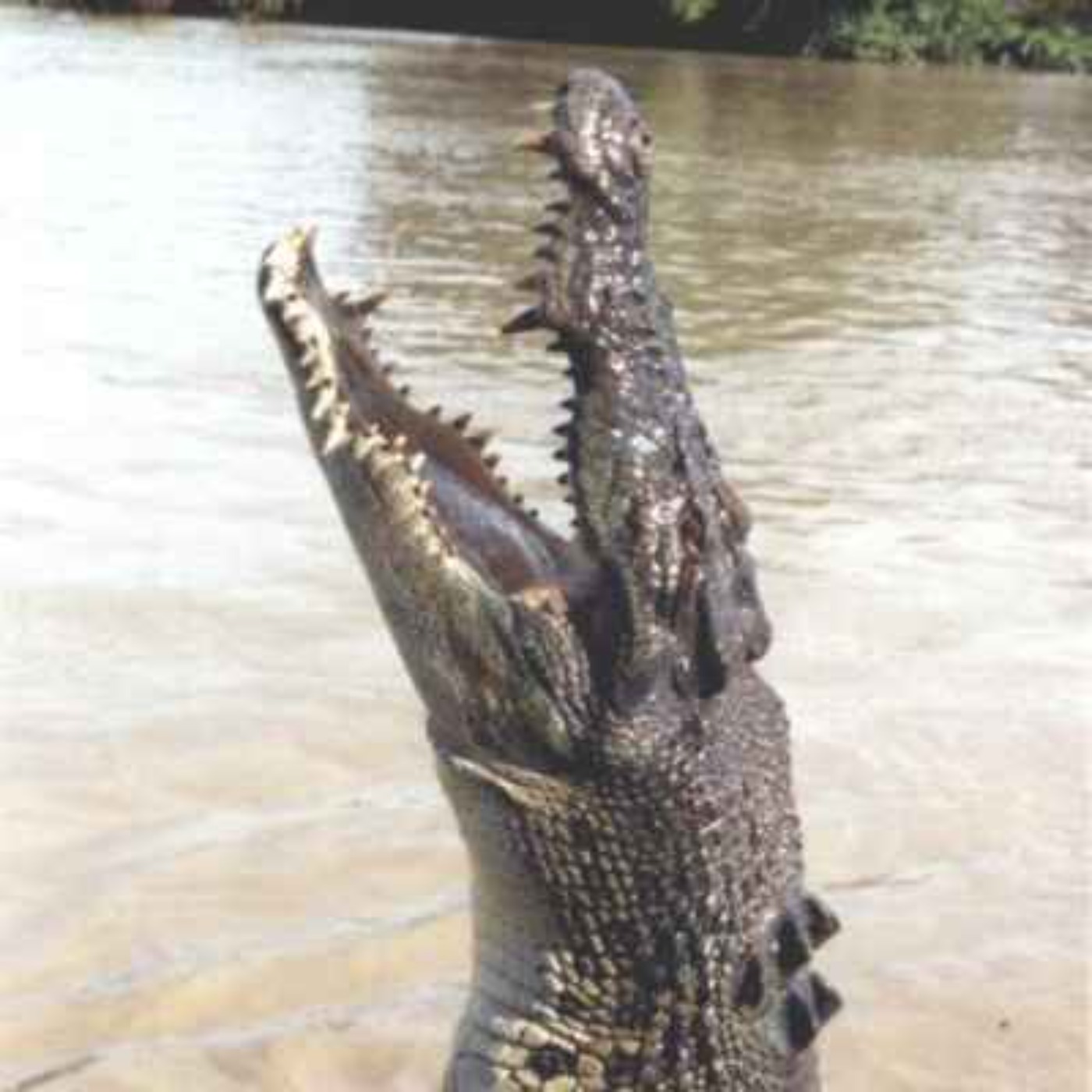 Terrifying Crocodile Attacks - The Stories of Cindy Waldron (2016) and Paul McClean (2017)