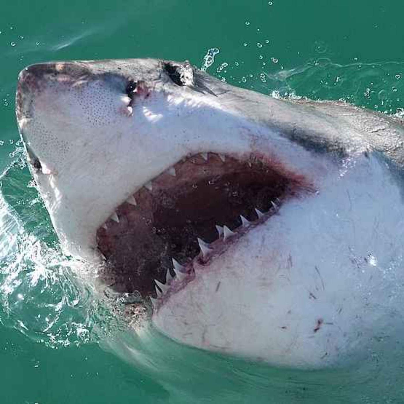 Terrifying Shark Attacks - The Stories of Omar Conger (1984) and Shirley Ann Durdin (1985)