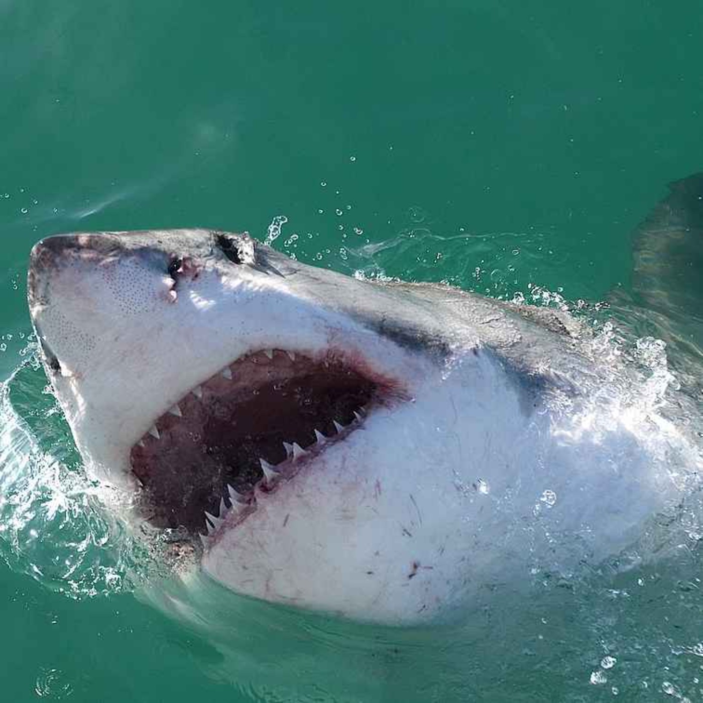 A Terrifying Shark Attack in Australia - The Story of Rodney Fox (1963) episode artwork