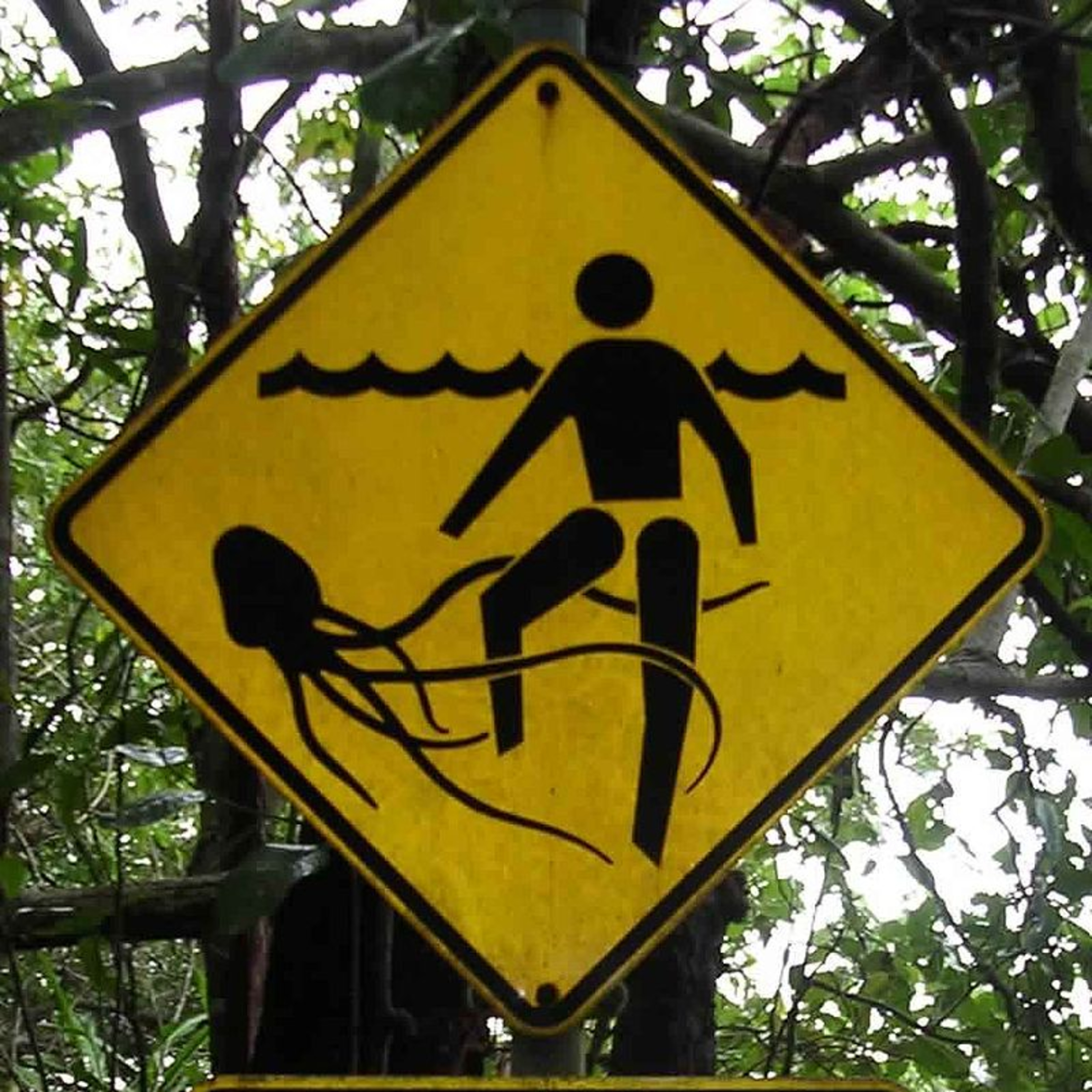 Jellyfish Horror Stories: Four Deadly Encounters