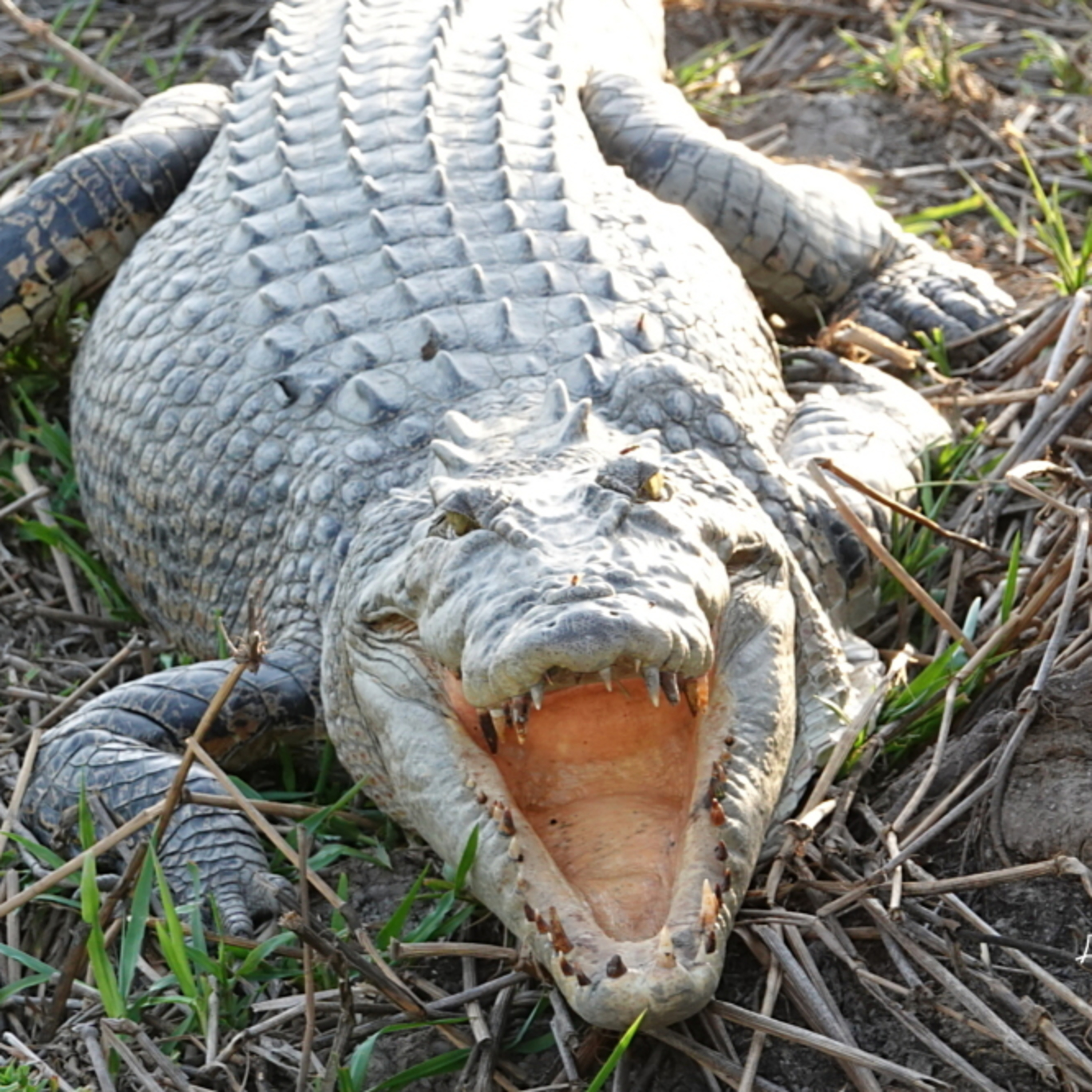 Terrifying Crocodile Attacks - The Stories of Three Victims