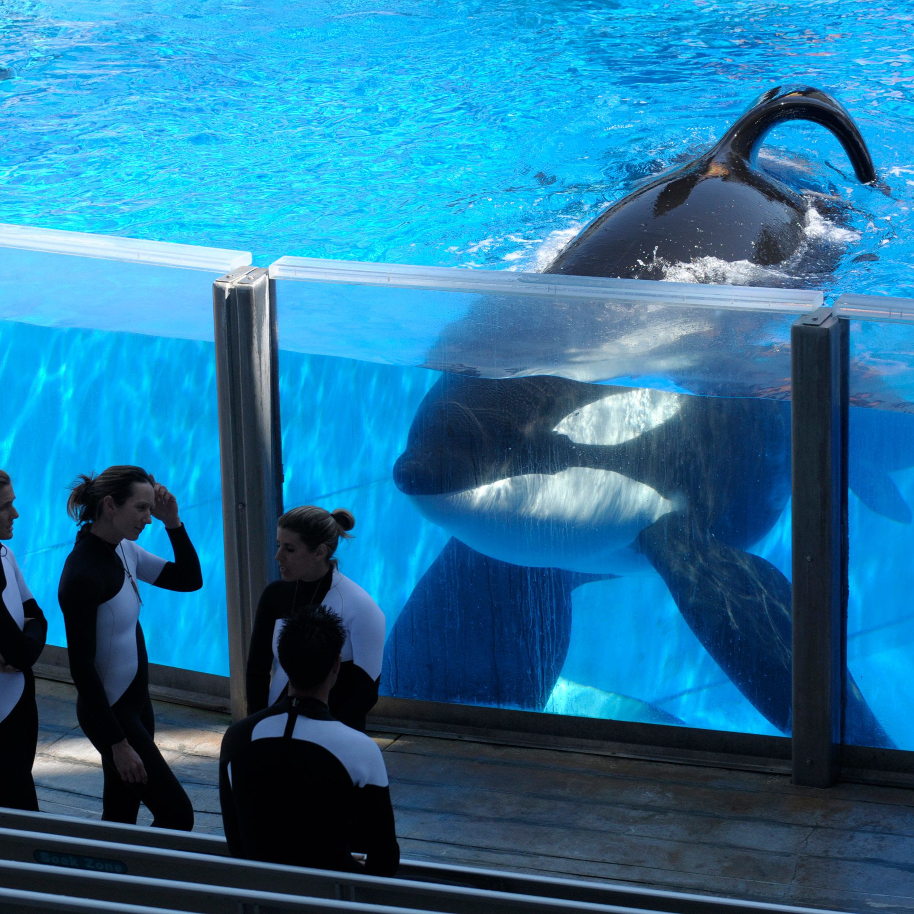 Seaworld’s Serial Killer Orca: The Tragic Life of Tilikum