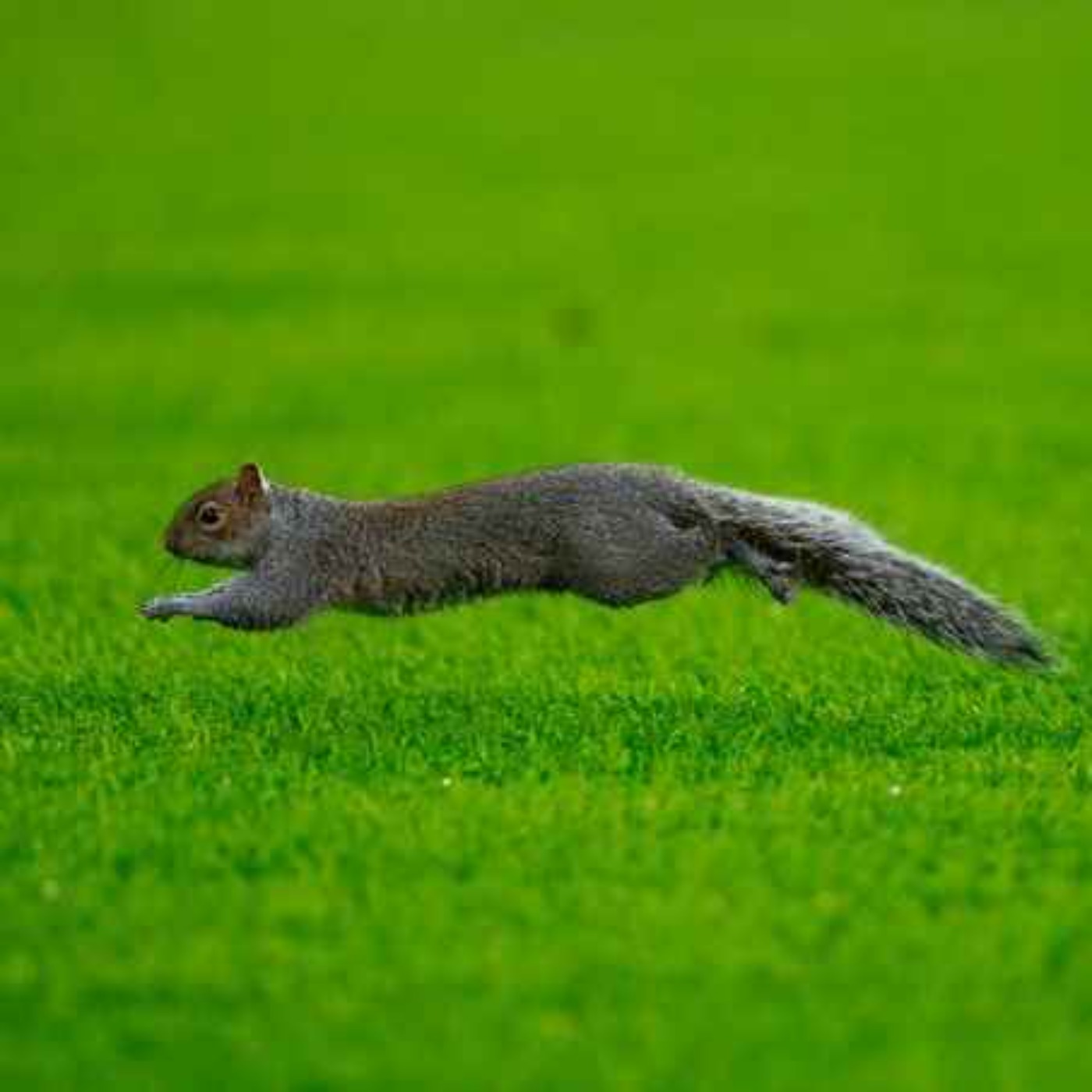 HULL CITY [A] the verdict .... a fine victory on the road but rogue squirrel steals the show