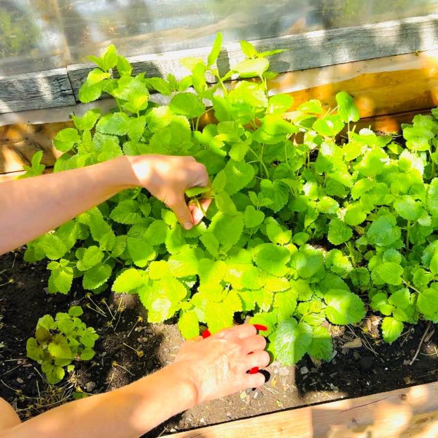 Herb Gardening - planting, harvesting, and iced tea