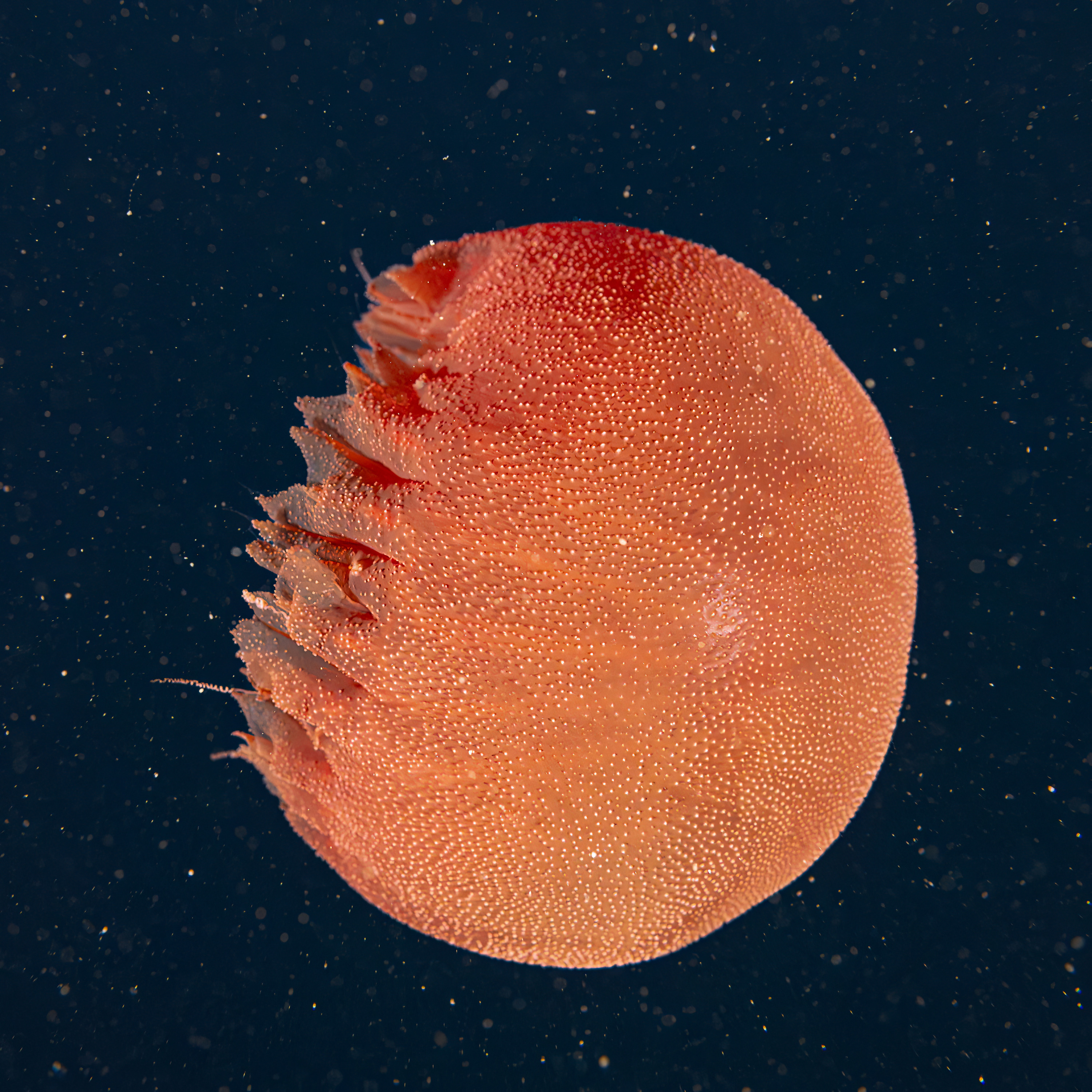 Facts: The Dusky Red Jelly (Poralia)