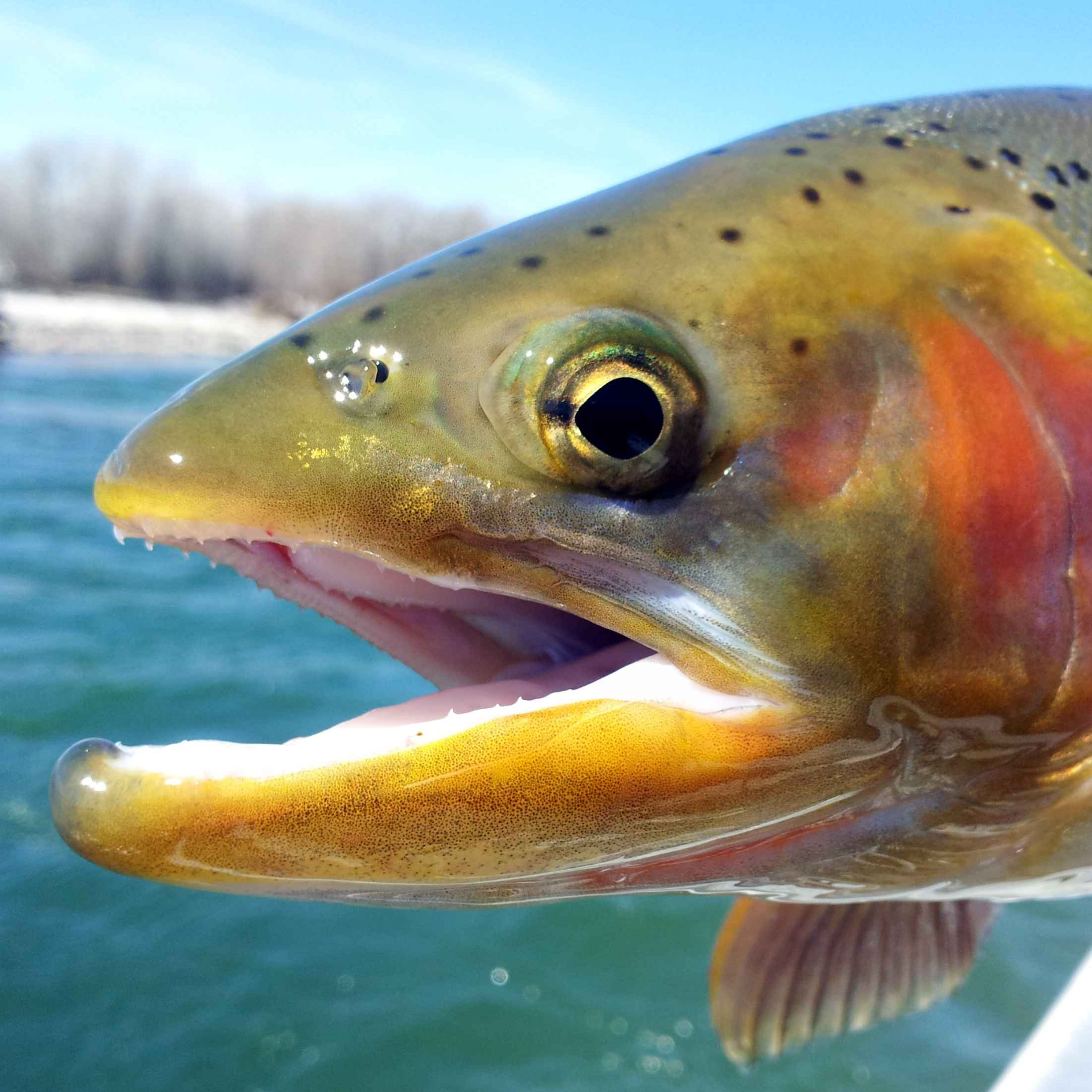 Everything You Need to Know About Rainbow Trout