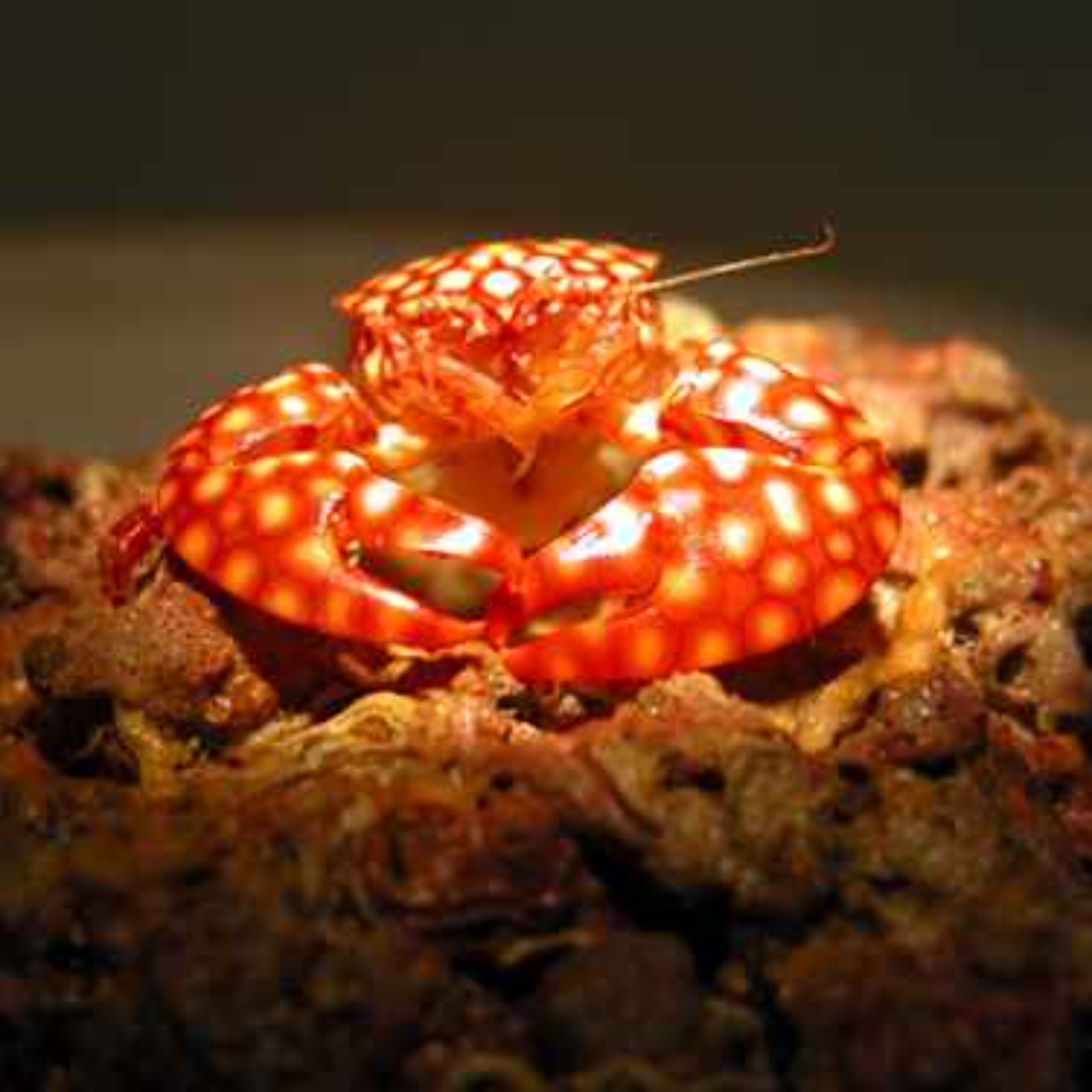 Facts: The Porcelain Crab
