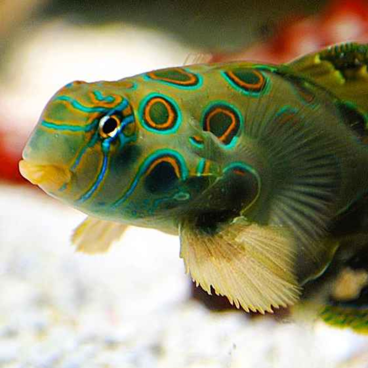 Facts: The Picturesque Dragonet
