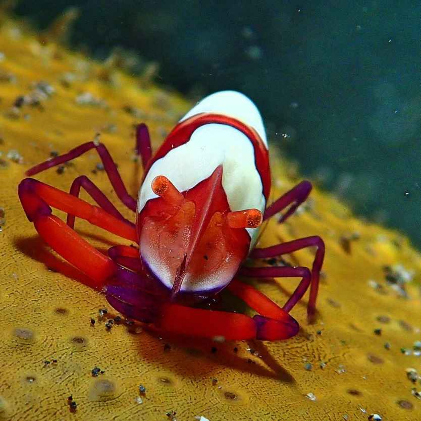 Facts: The Emperor Shrimp
