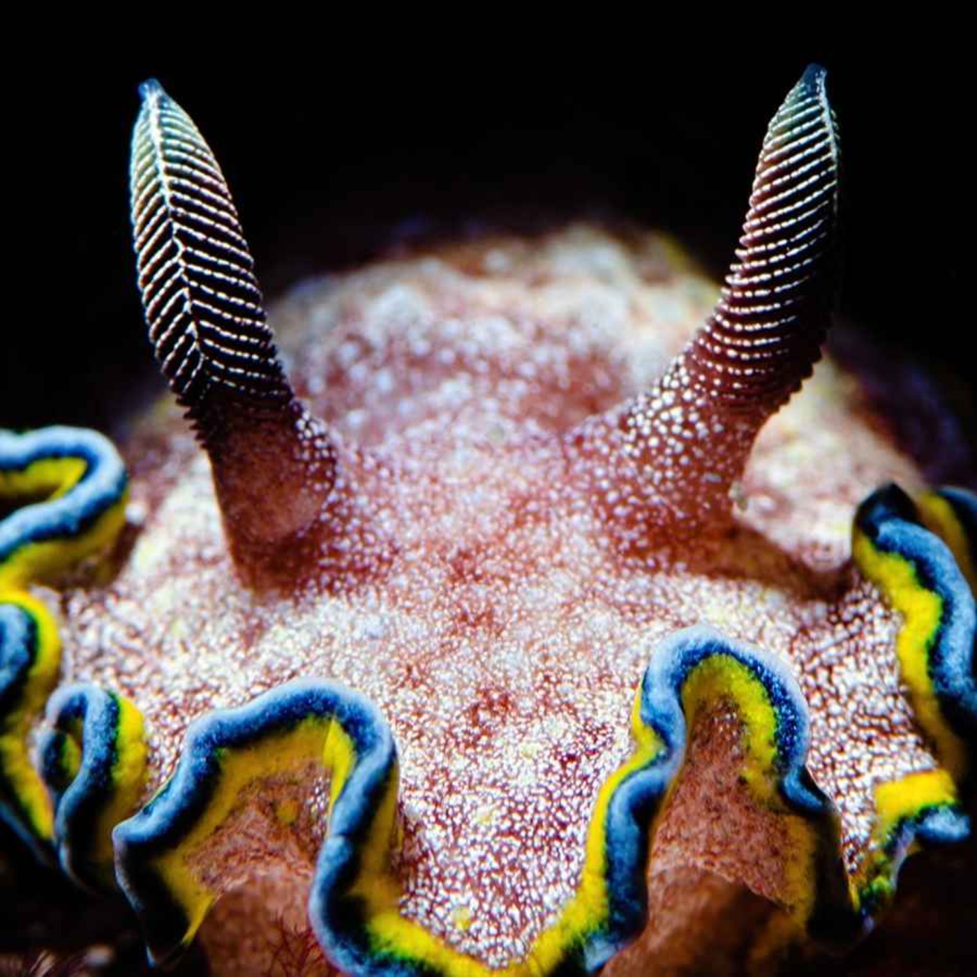 Facts: The Girdled Glossodoris