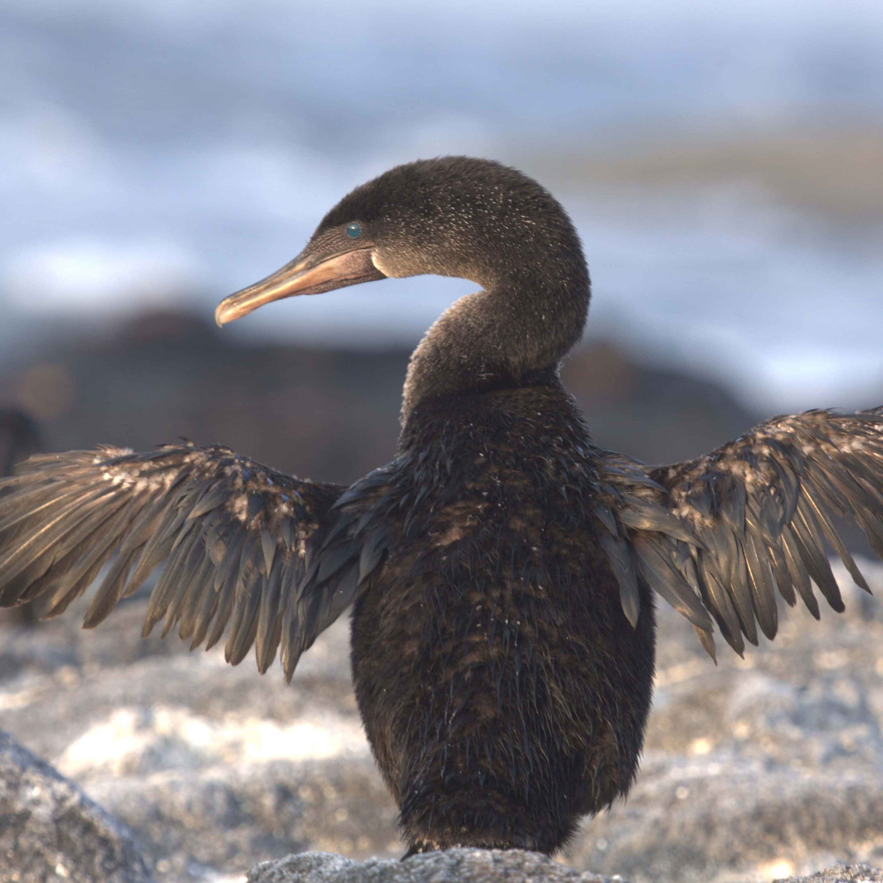 Facts: The Flightless Cormorant