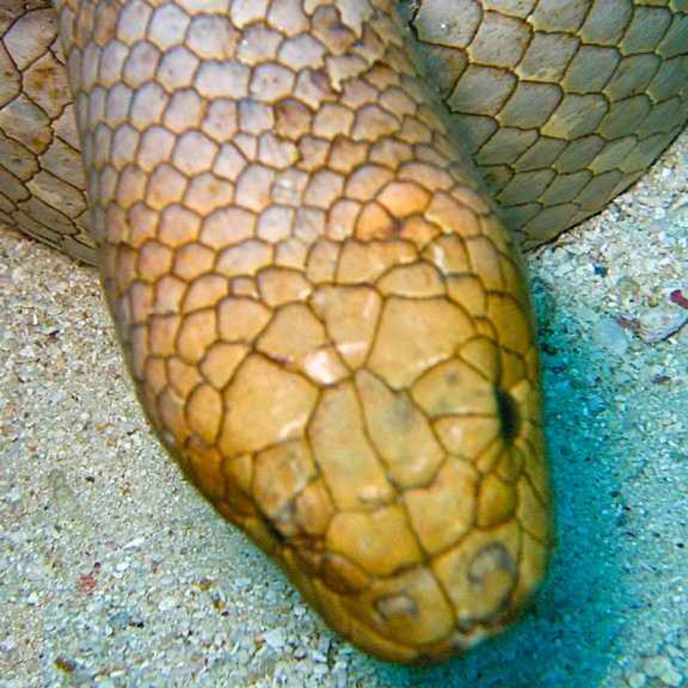 Facts: The Olive Sea Snake (The Most Toxic of All Sea Snakes)