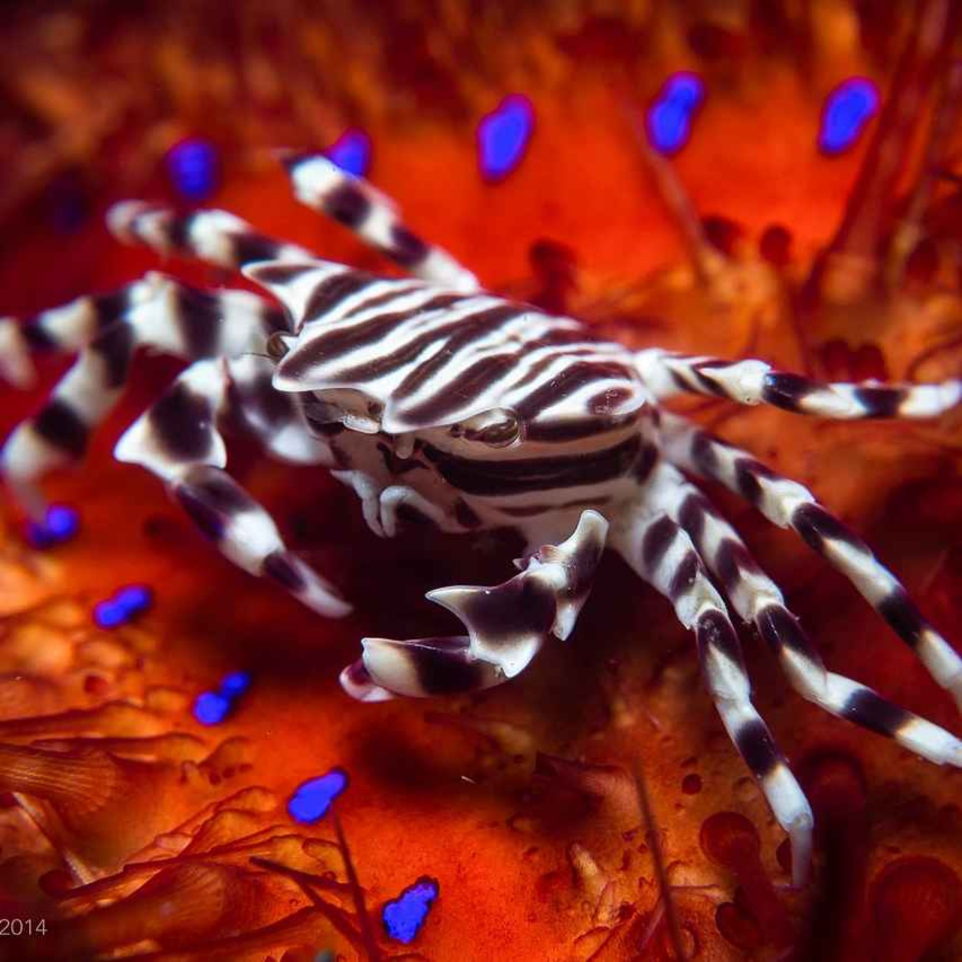 Facts: The Zebra Crab