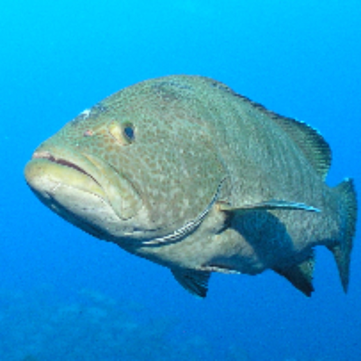Facts: The Sailfin Grouper