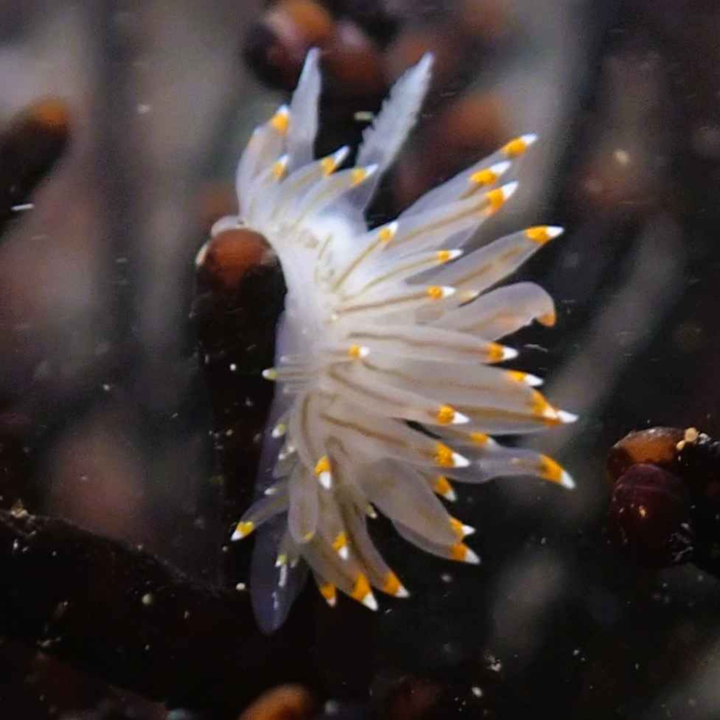 Facts: The Candy Corn Nudibranch (The White-and-Orange-Tipped Nudibranch)