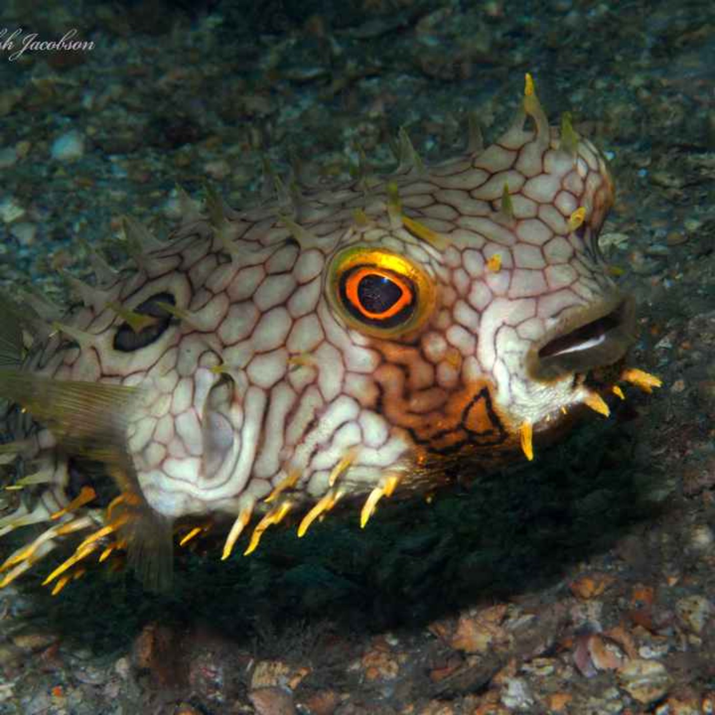 Facts: The Web Burrfish