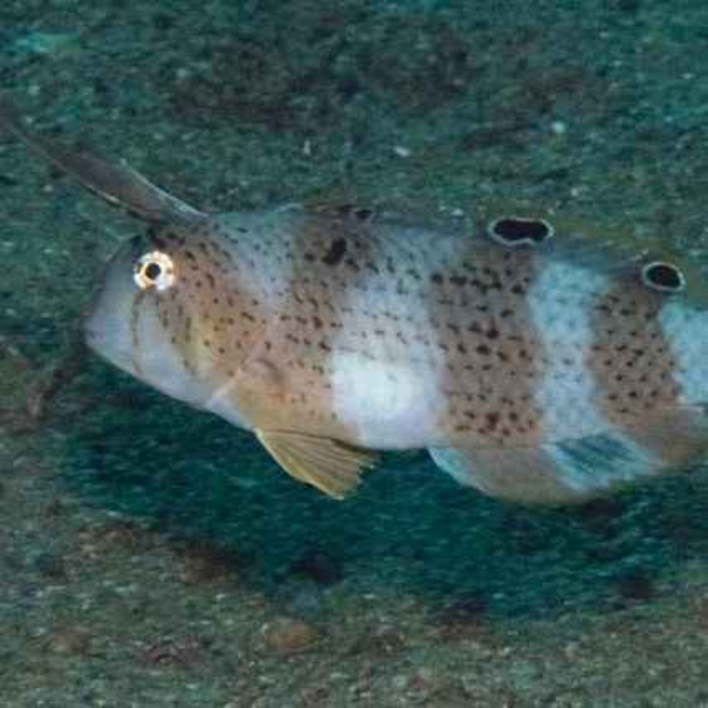 Facts: The Peacock Razorfish