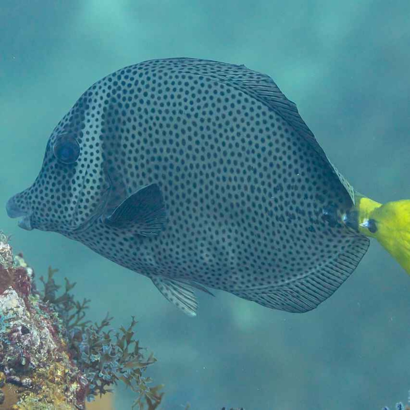 Facts: The Razor Surgeonfish