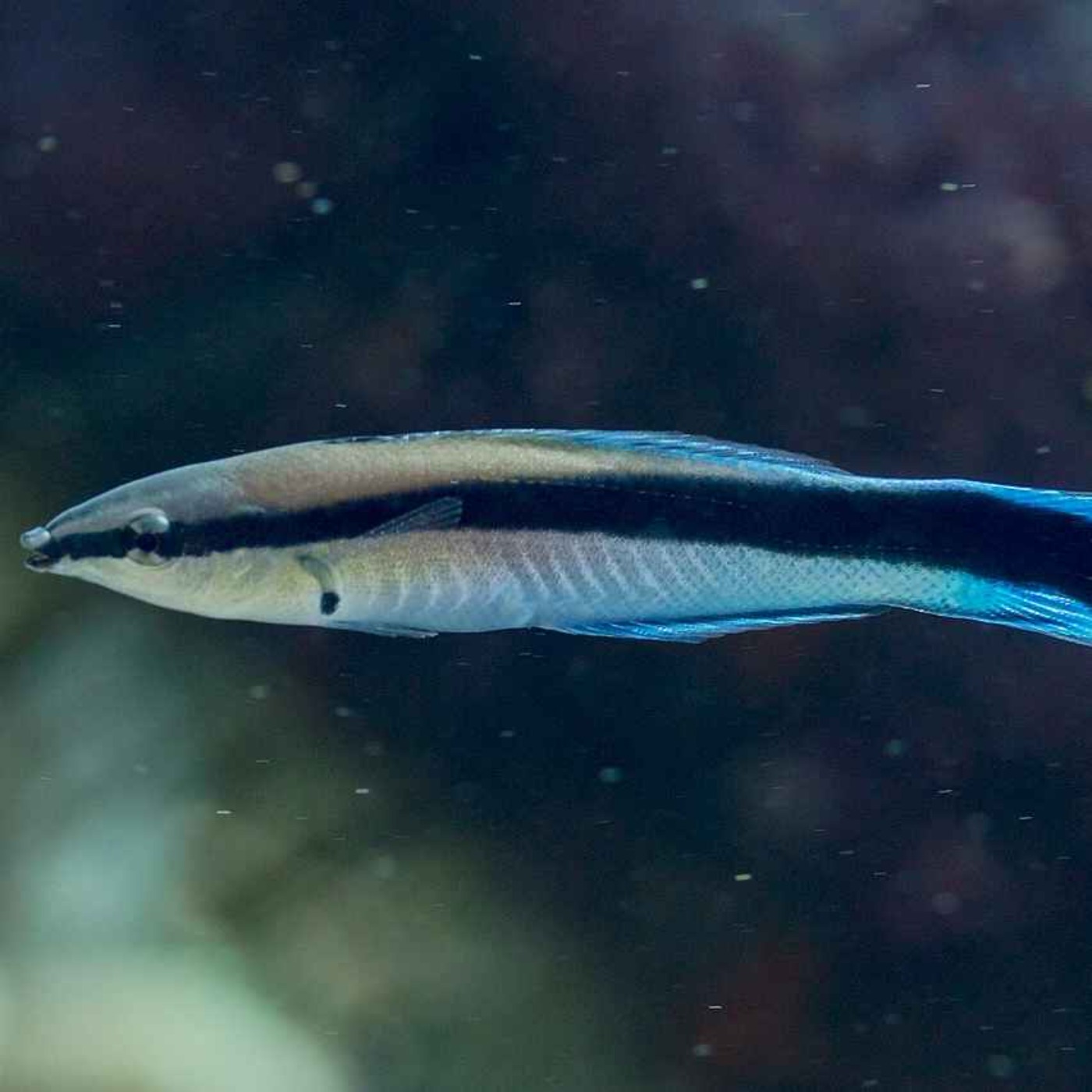 Facts: The Bluestreak Cleaner Wrasse (The Doctor of the Sea)