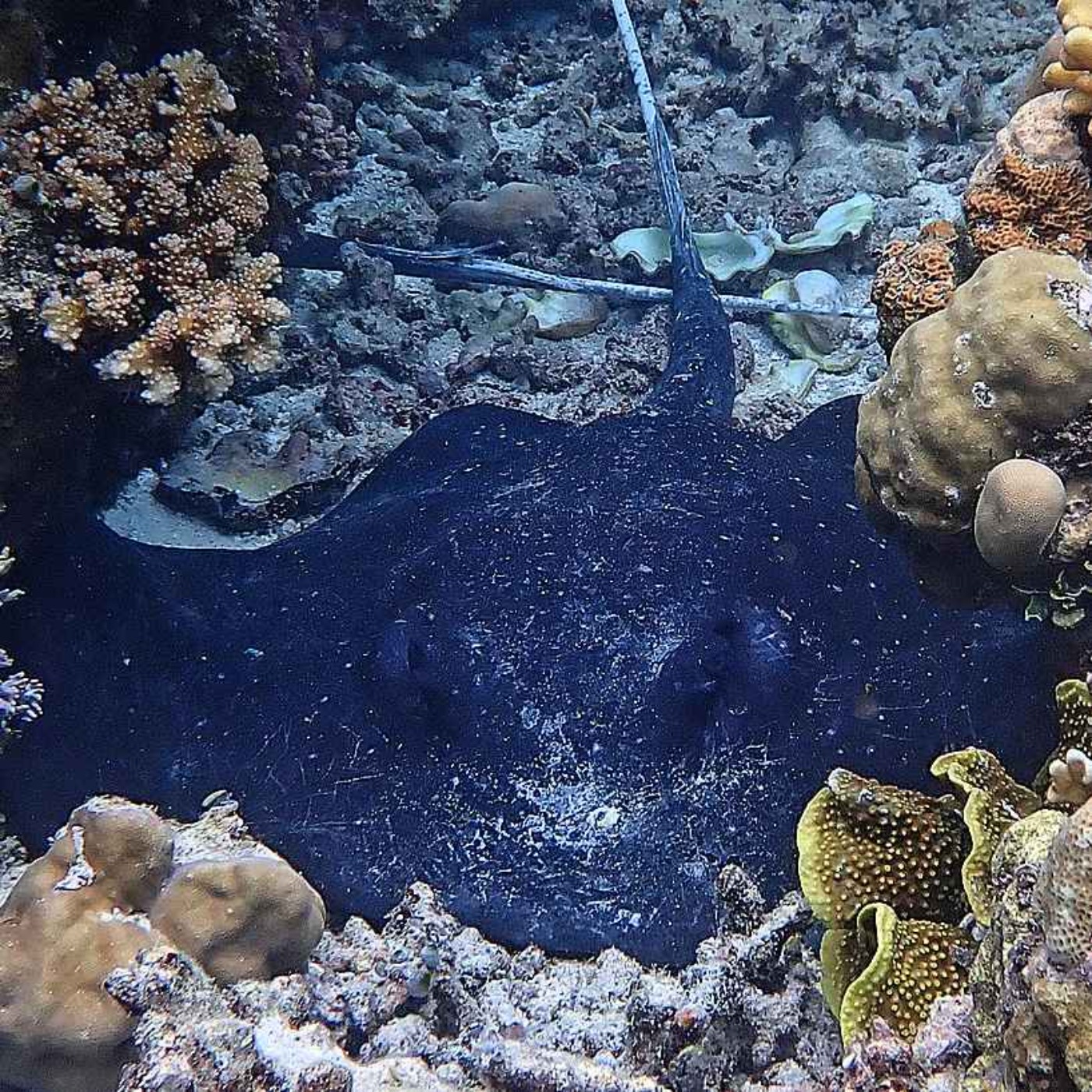 Facts: The Mangrove Whipray