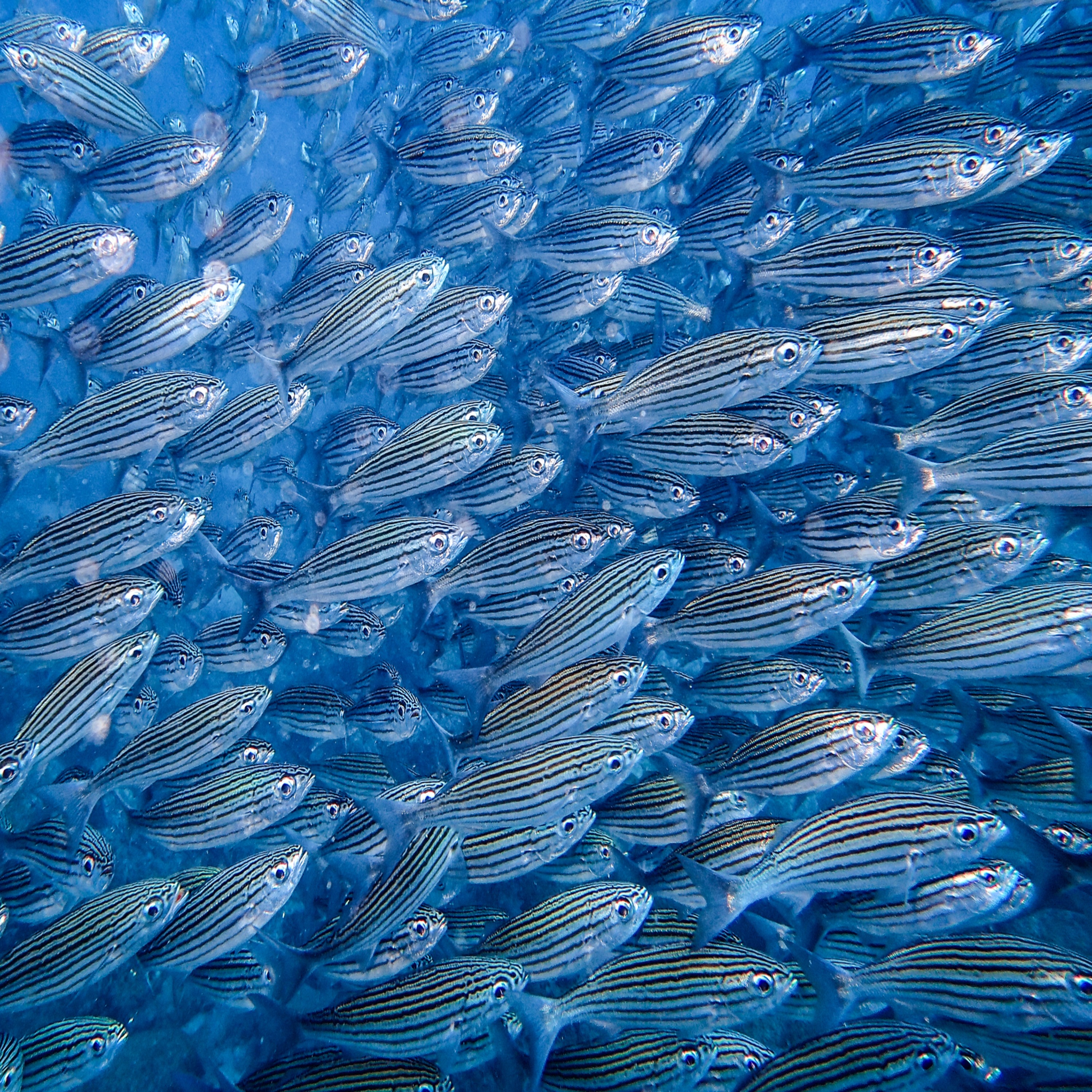 Facts: The Black Striped Salema