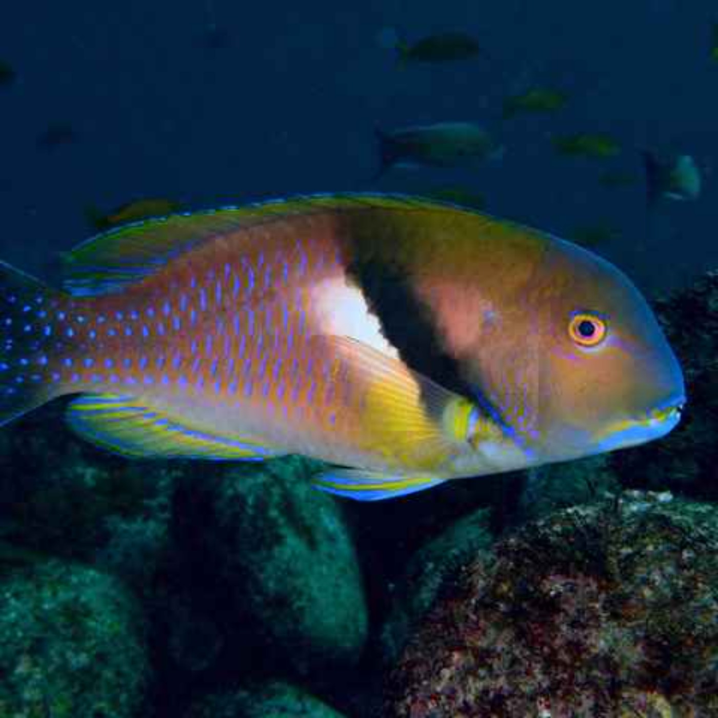 Facts: The Azurio Tuskfish