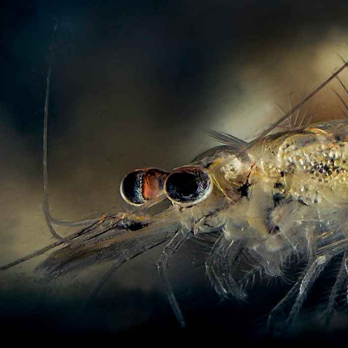 Everything You Need to Know About Opossum Shrimp (Mysids)