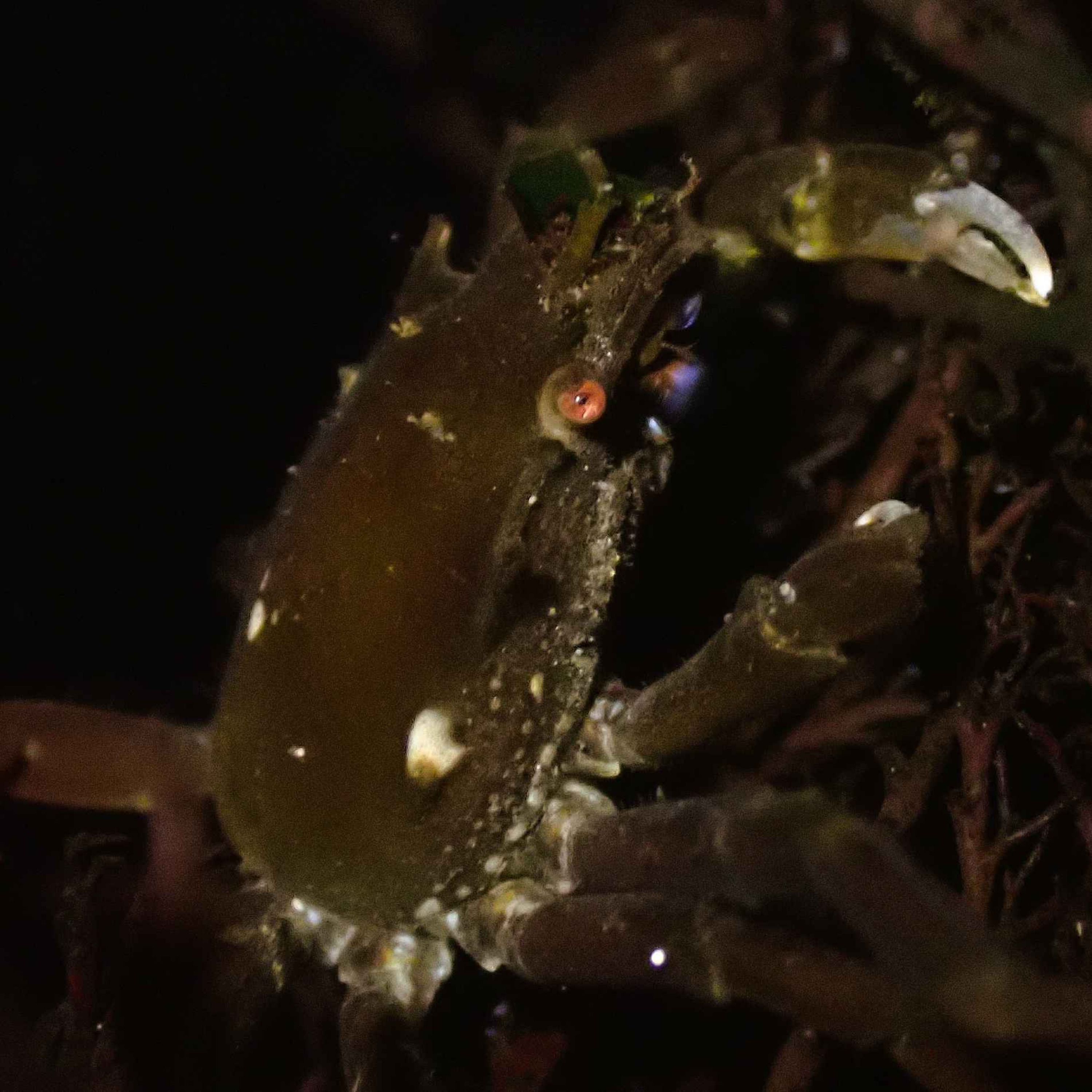 Facts: The Northern Kelp Crab