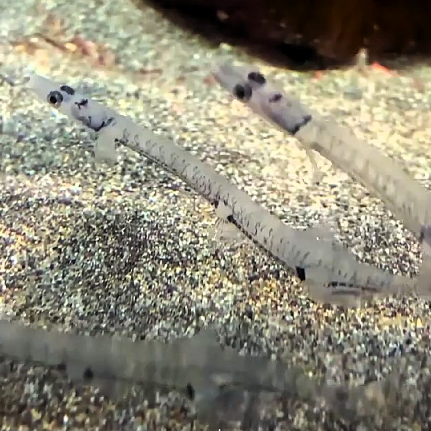 Facts: The Japanese Icefish