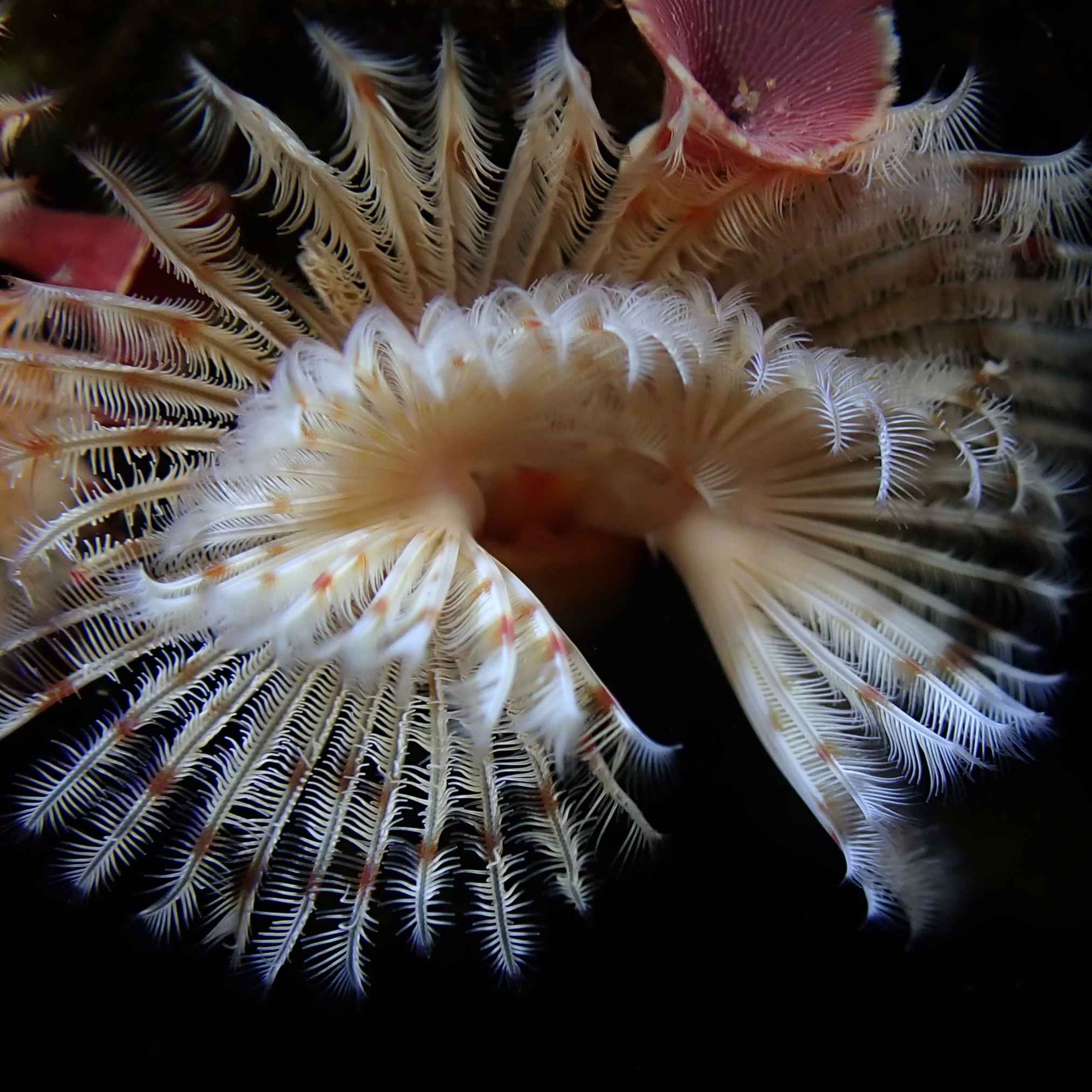 Facts: The Red-Trumpet Calcareous Tubeworm Facts: The Red-Trumpet Calcareous Tubeworm