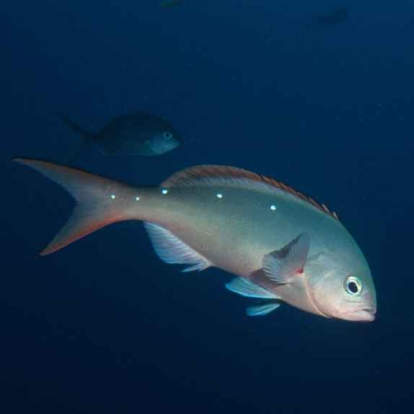 Facts: The Pacific Creolefish