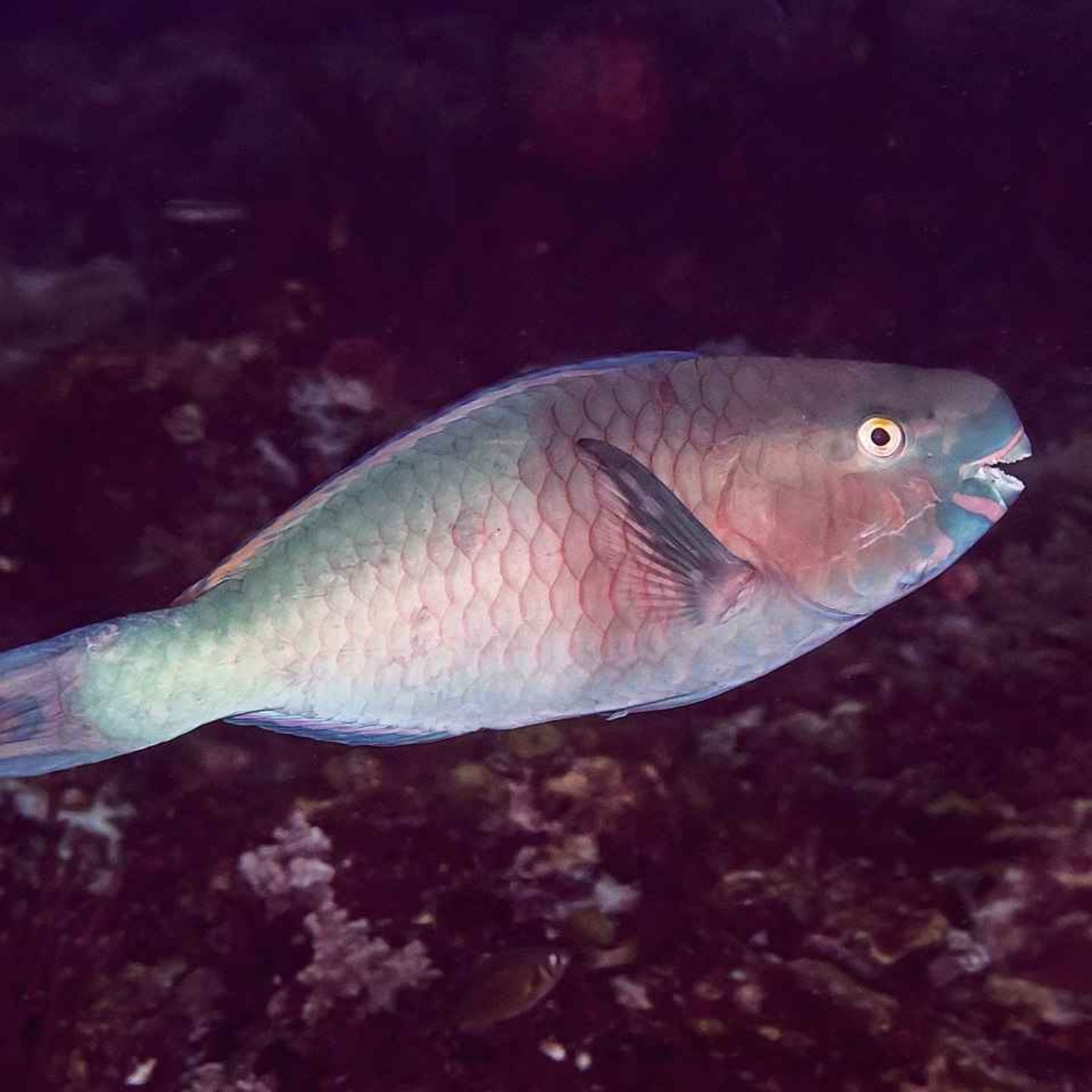 Facts: The Ember Parrotfish Facts: The Ember Parrotfish