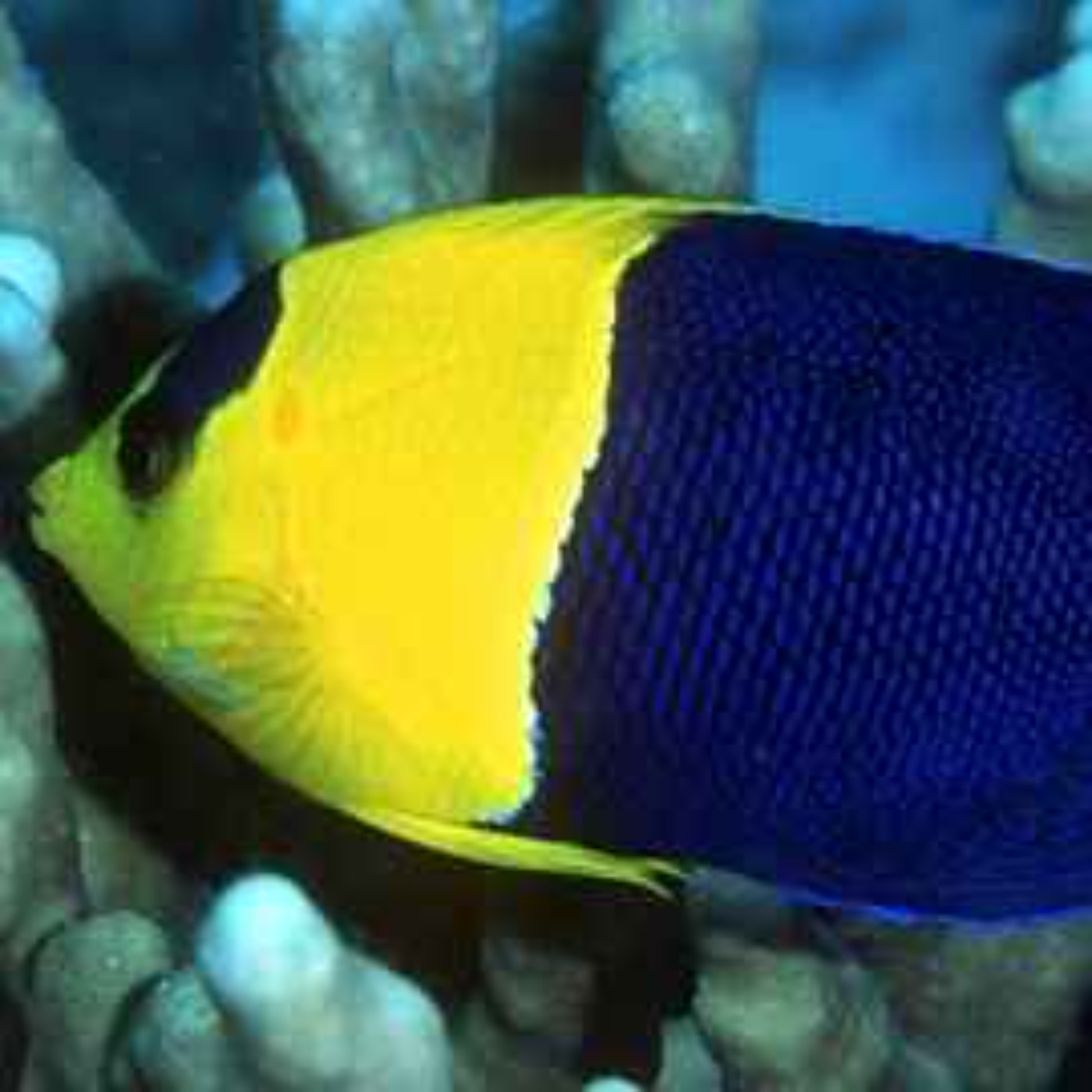 Facts: The Bicolor Angelfish Facts: The Bicolor Angelfish