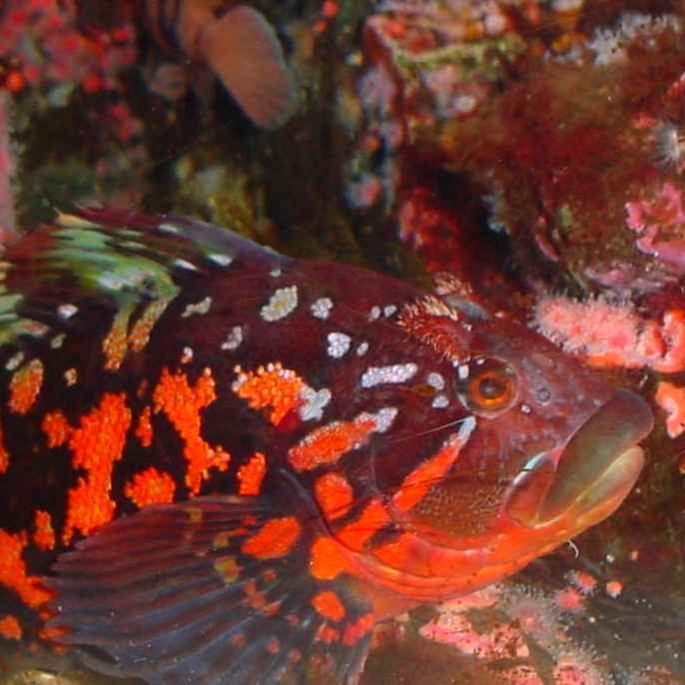 Facts: The Rock Greenling