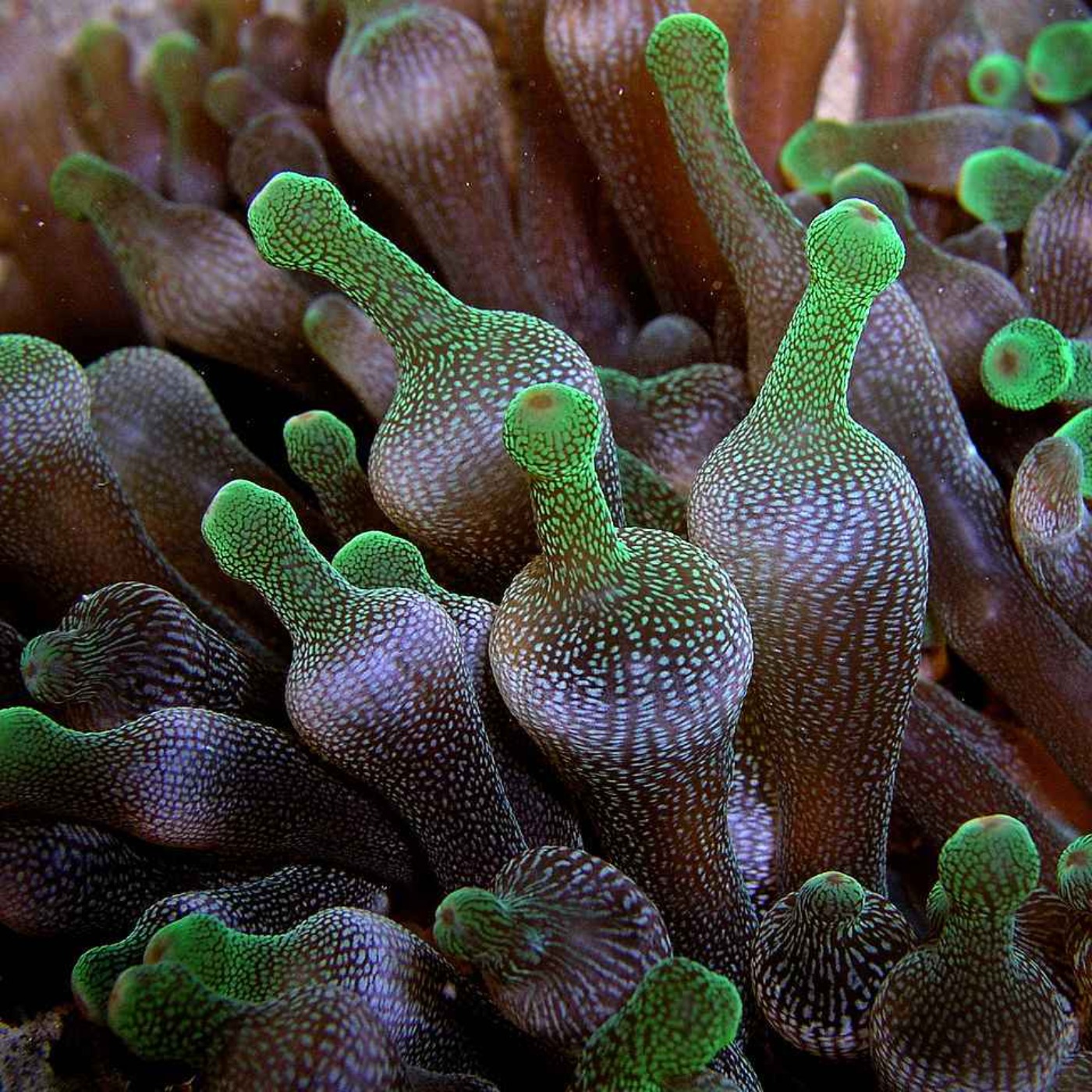 Facts: The Bubble-Tip Anemone