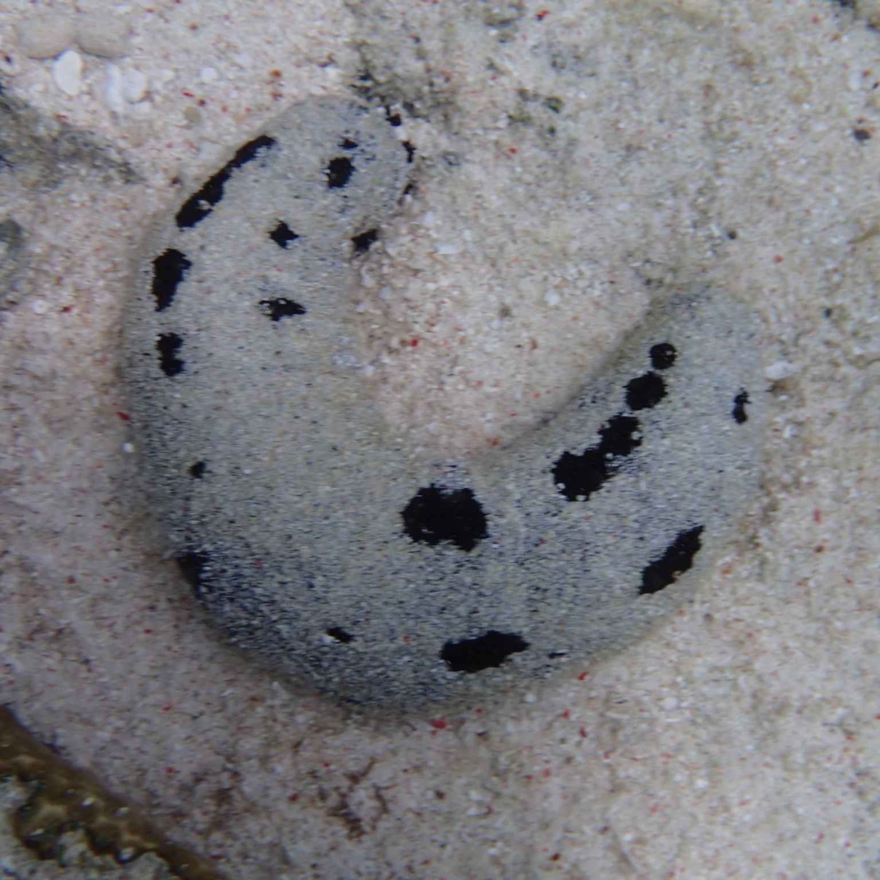 Facts: The Black Sea Cucumber (Lollyfish)