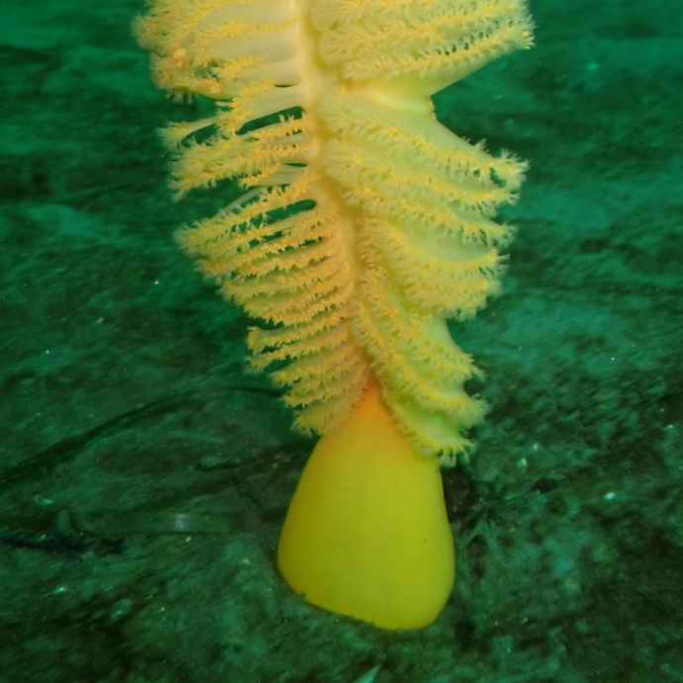 Facts: The Orange Sea Pen