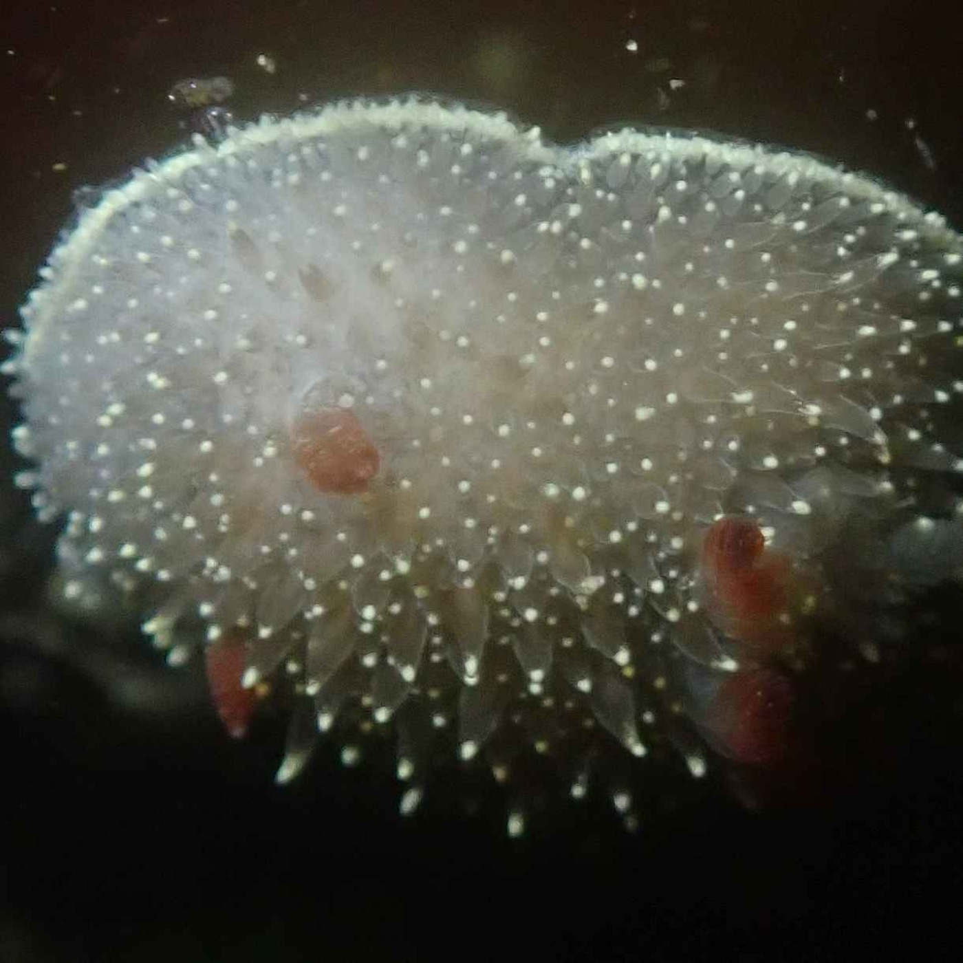 Facts: The Nanaimo Dorid