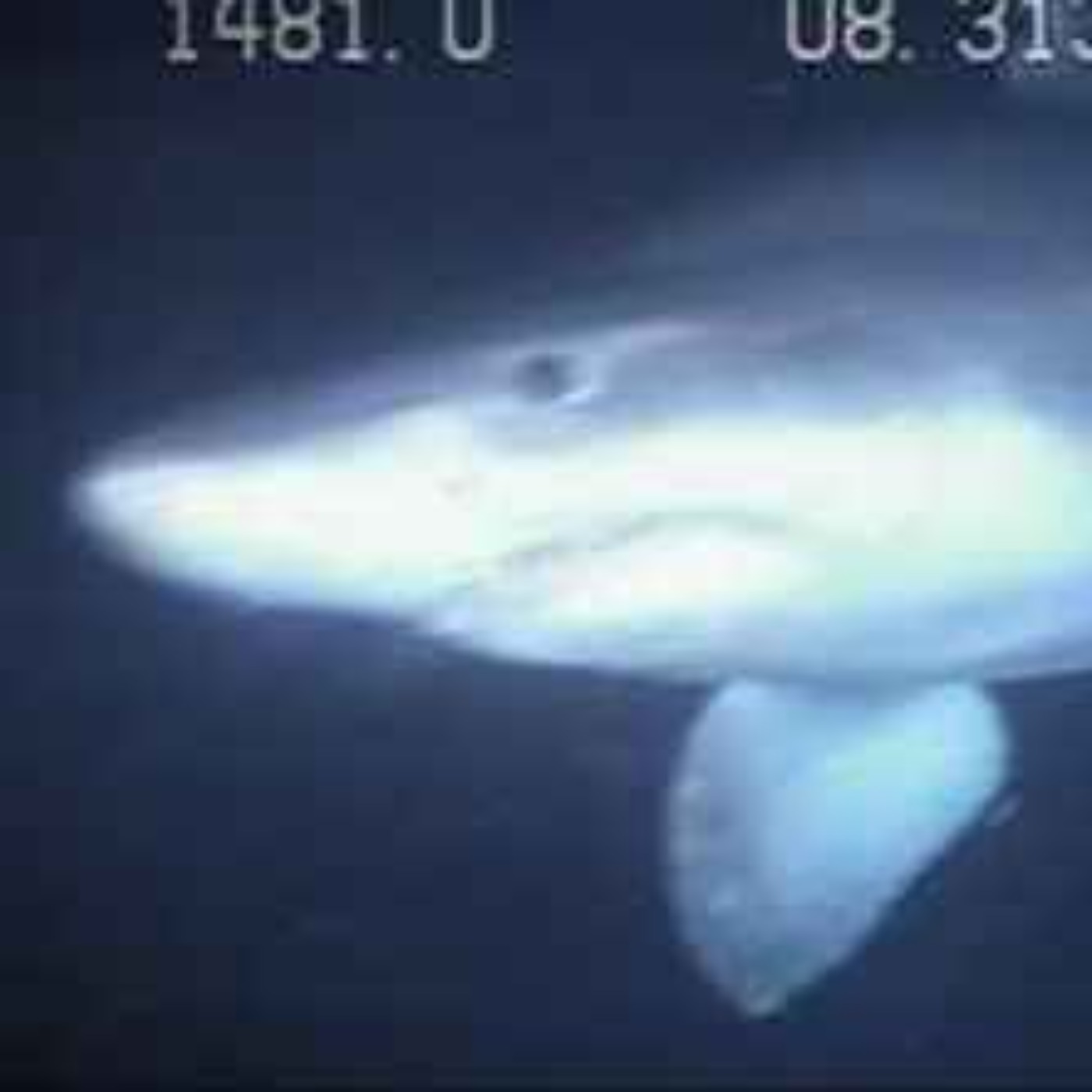 Facts: The Smalltooth Sand Tiger Shark episode artwork