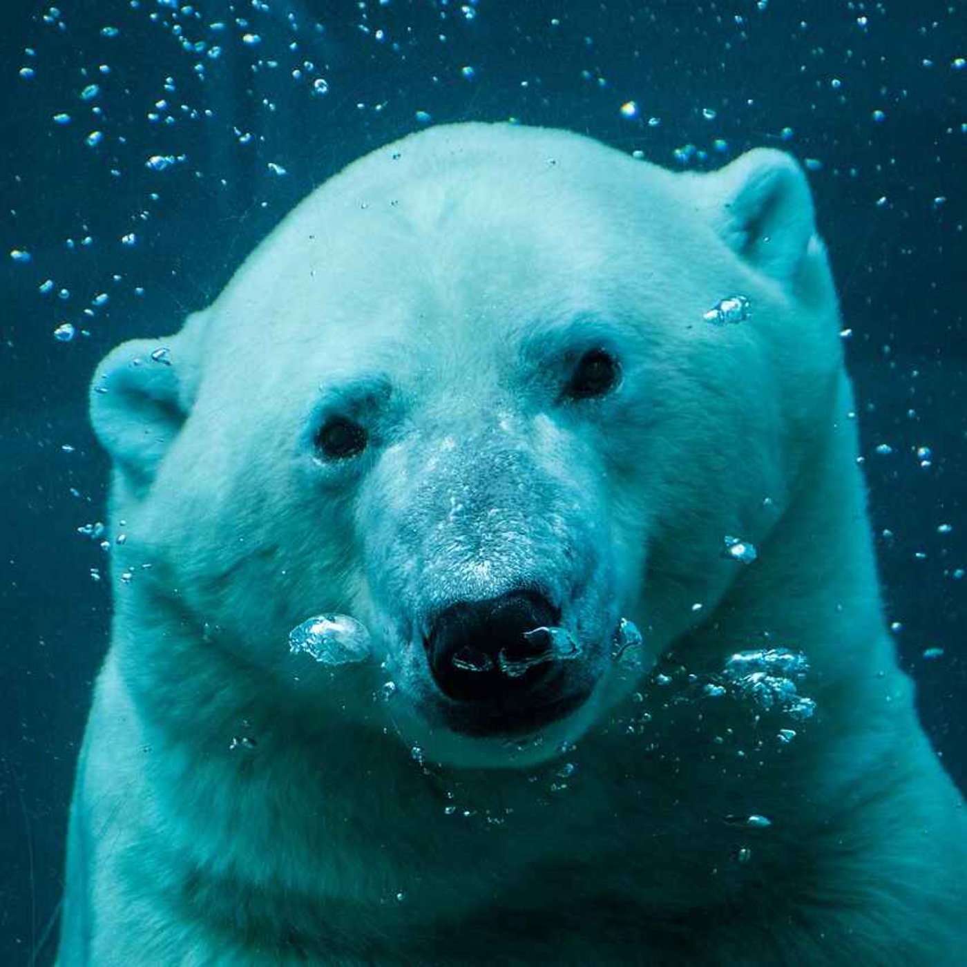 Everything You Need To Know About Polar Bears episode artwork