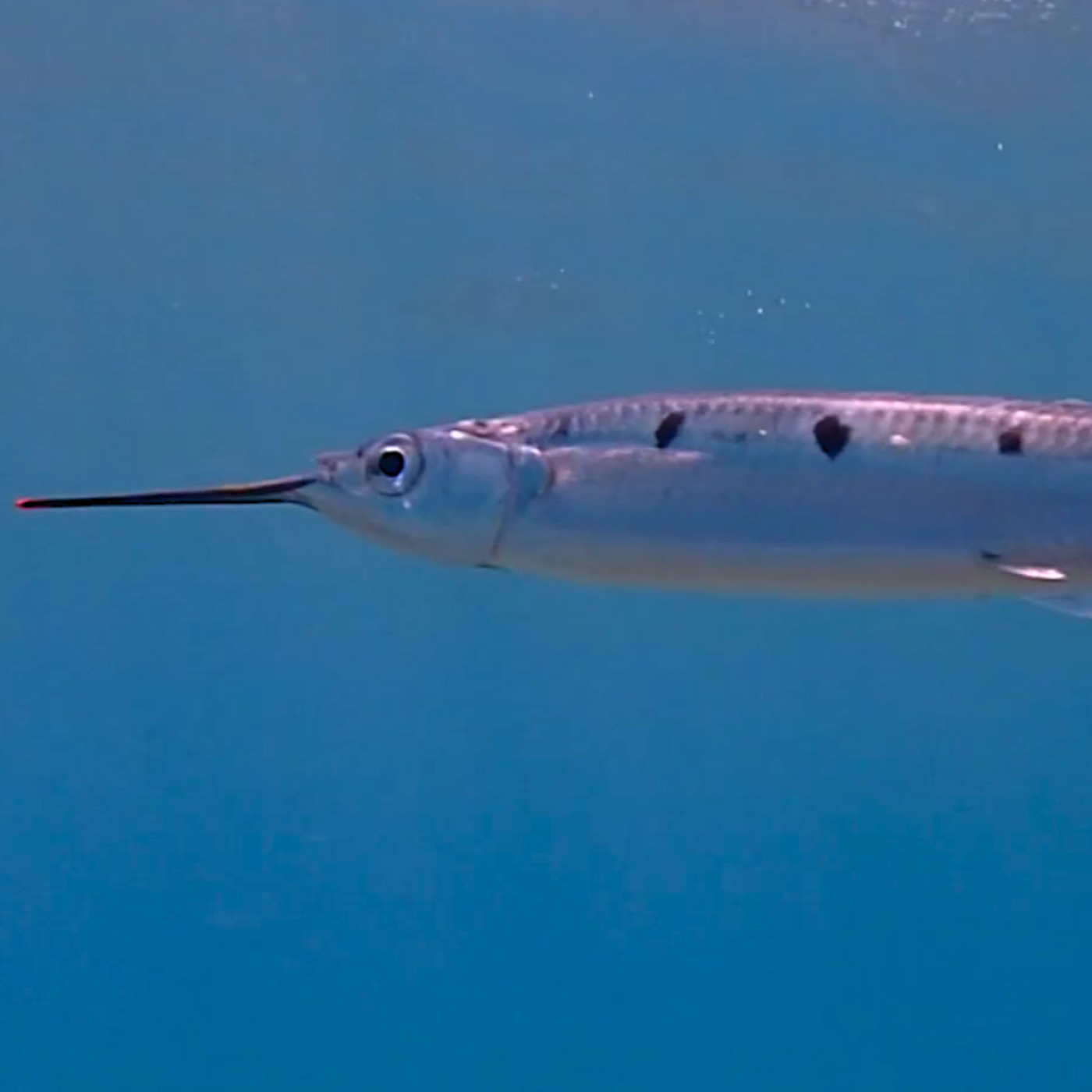 Facts: The Halfbeak episode artwork
