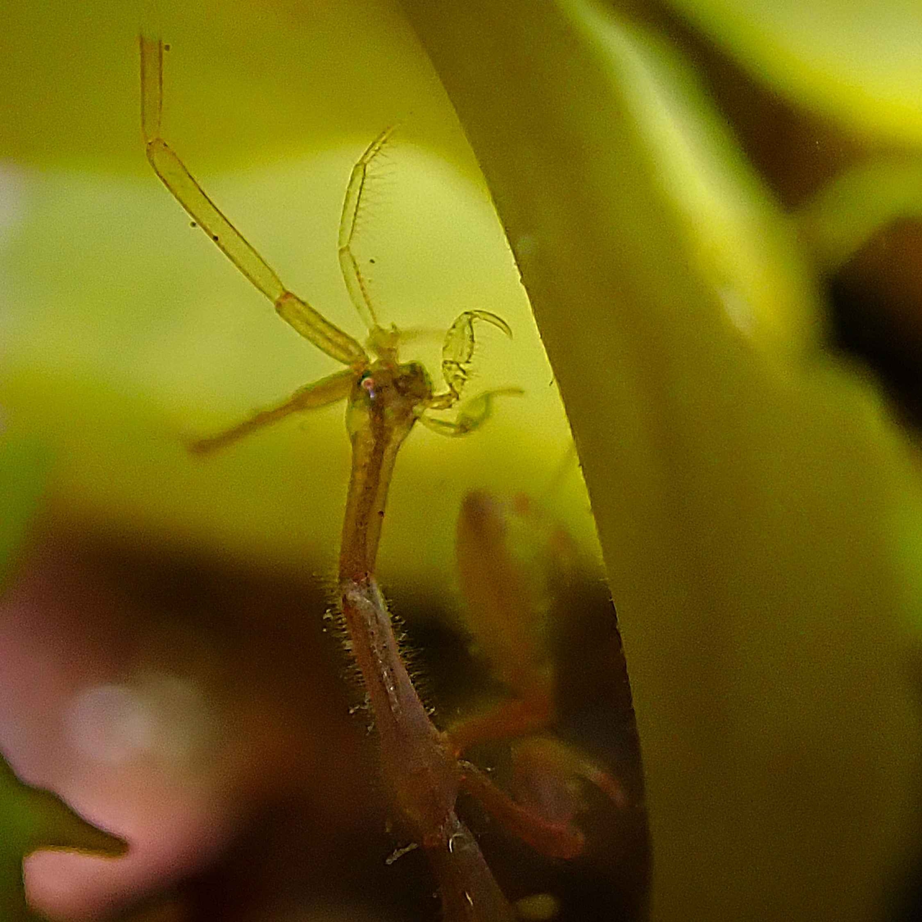 The Tiny Invader Taking Over Our Oceans (The Japanese Skeleton Shrimp) episode artwork