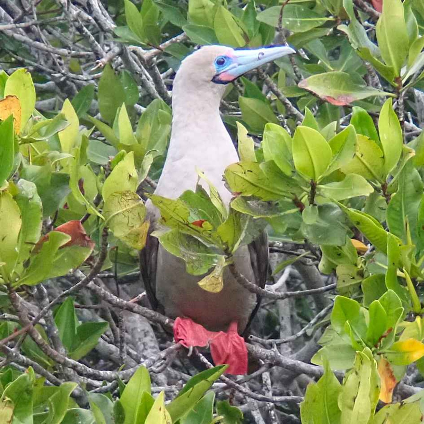 Facts: The Red-Footed Booby episode artwork