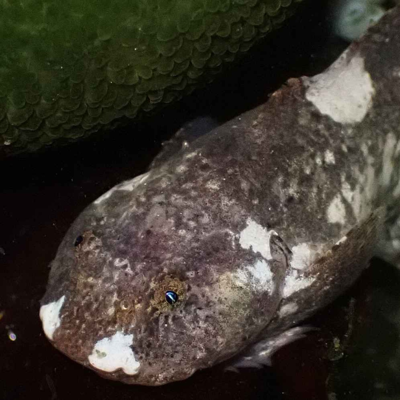 Facts: Intertidal Snailfish