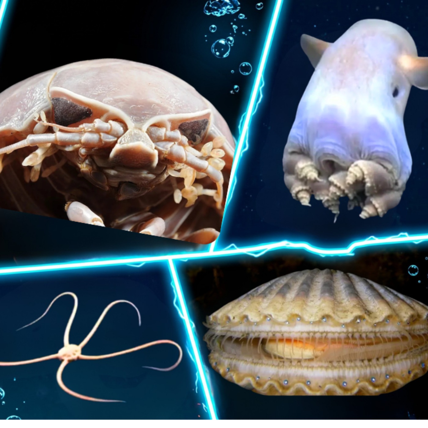 Facts: Weird Ocean Animals (A Compilation for Sleep and Relaxation)