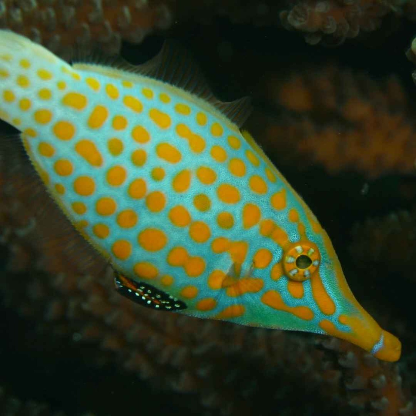 Facts: The Harlequin Filefish
