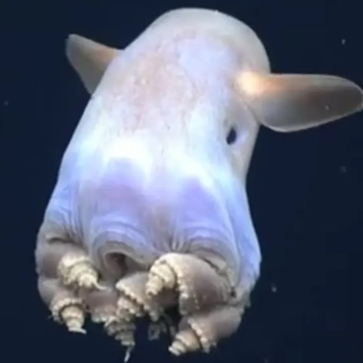 Weird & Wonderful Octopuses (A Compilation for Relaxation and Stress Relief)