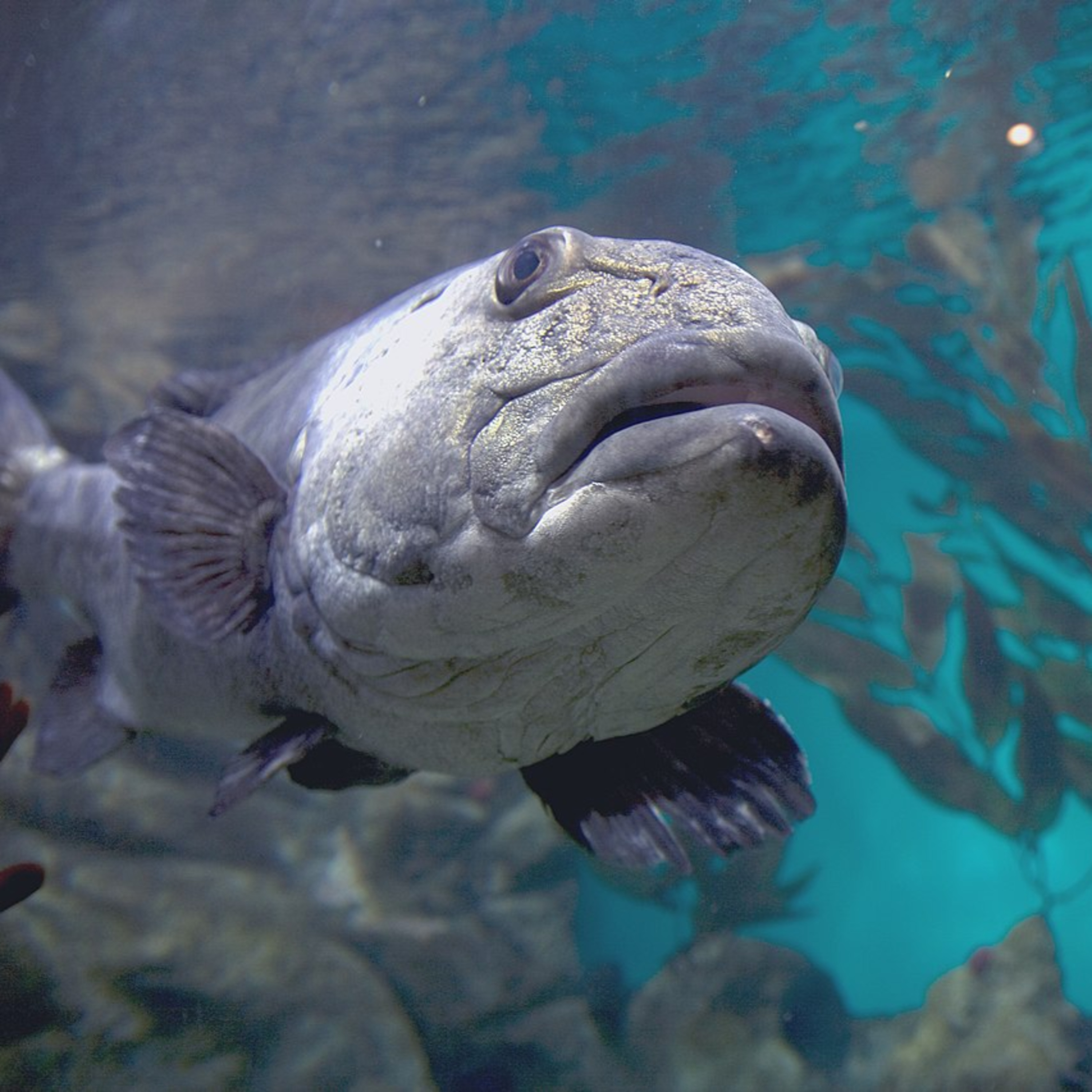 Deep Marine Scenes
