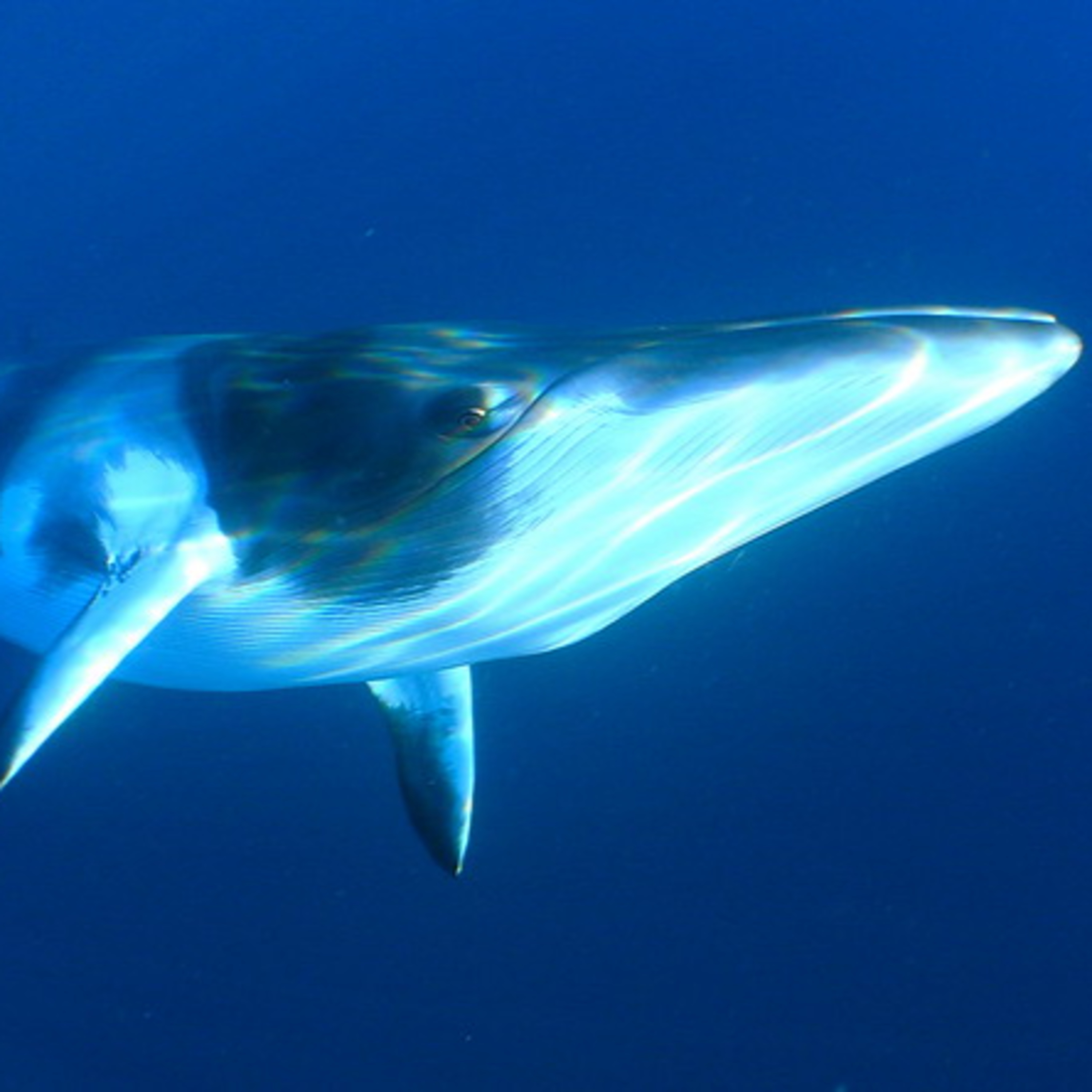 Deep Marine Scenes